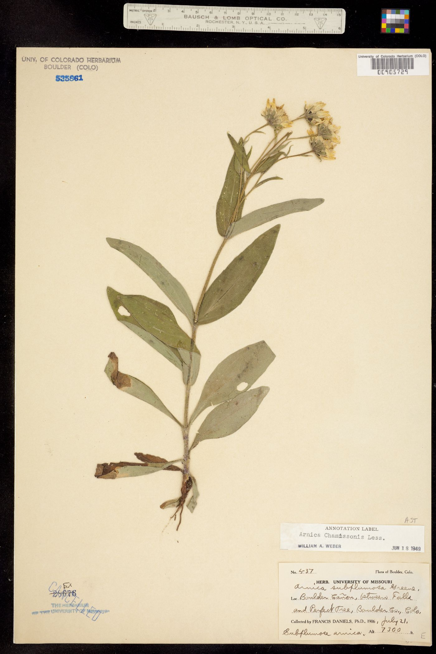 Arnica chamissonis image