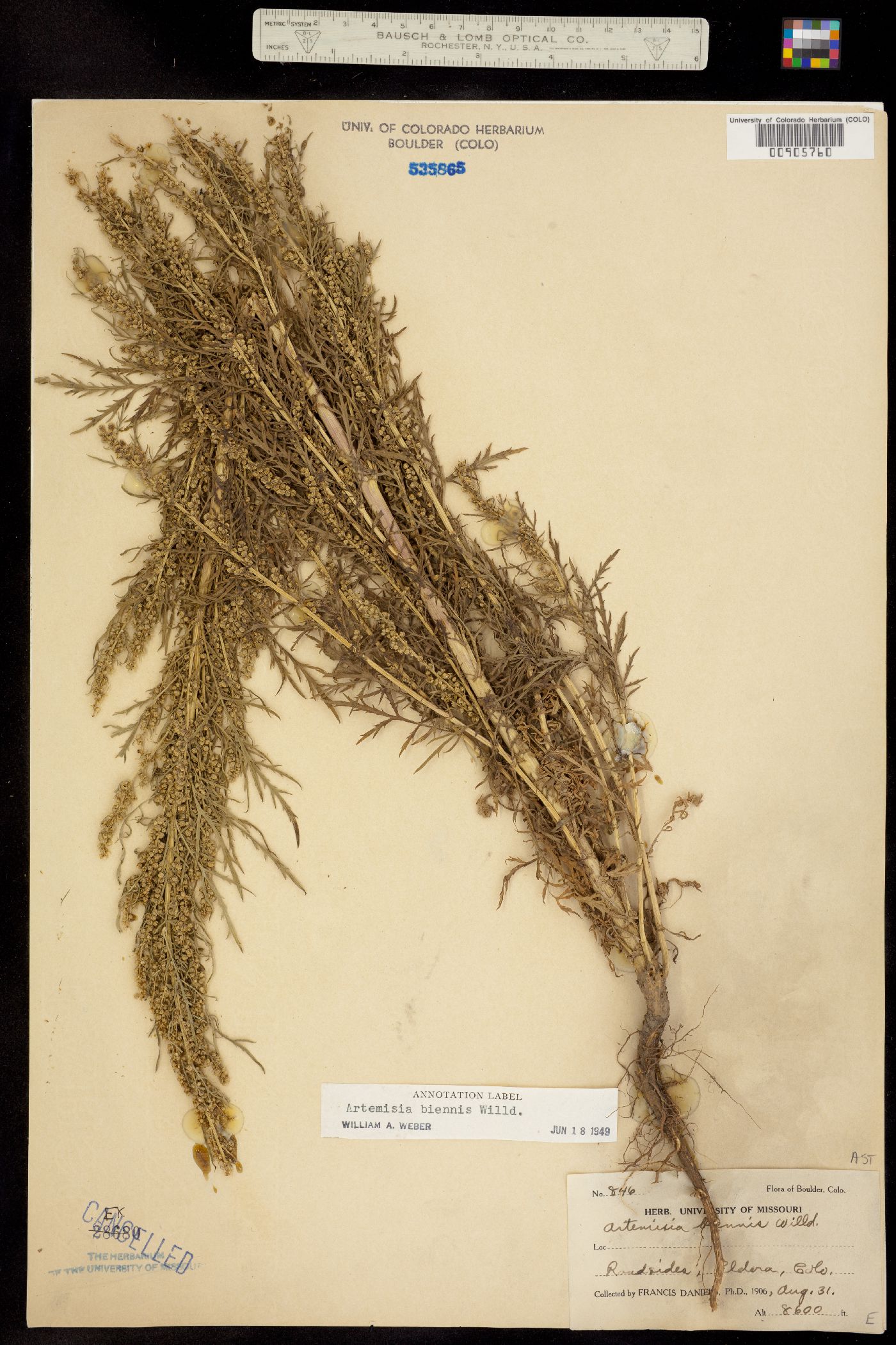 Artemisia biennis image