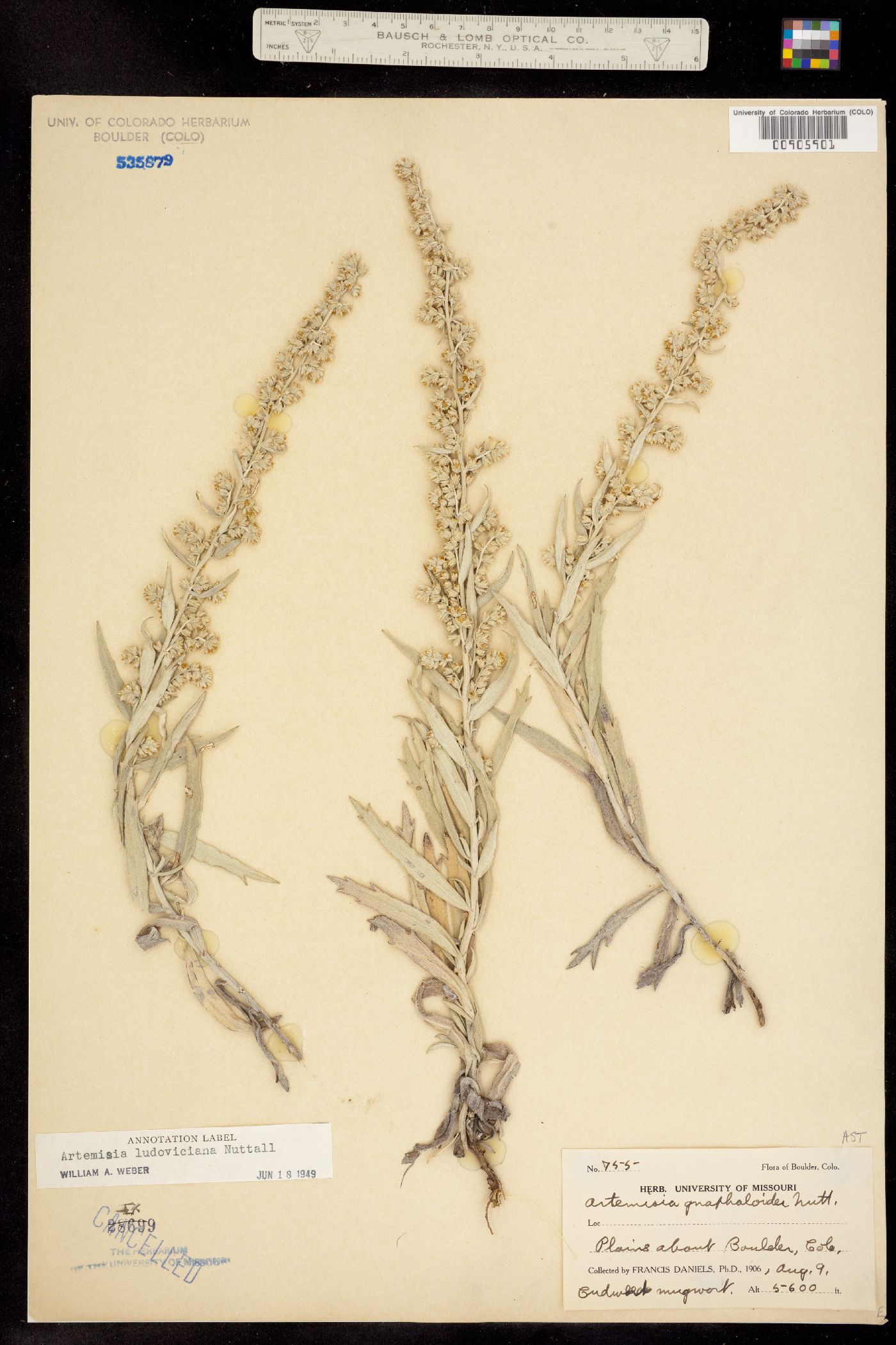 Artemisia ludoviciana image