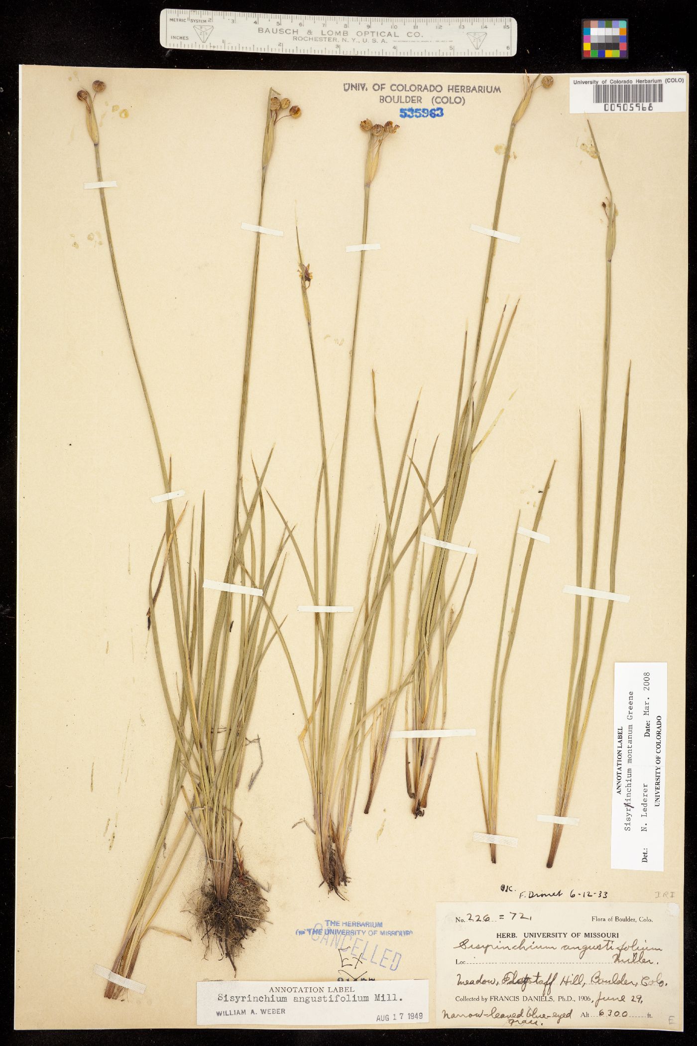 Sisyrinchium montanum image