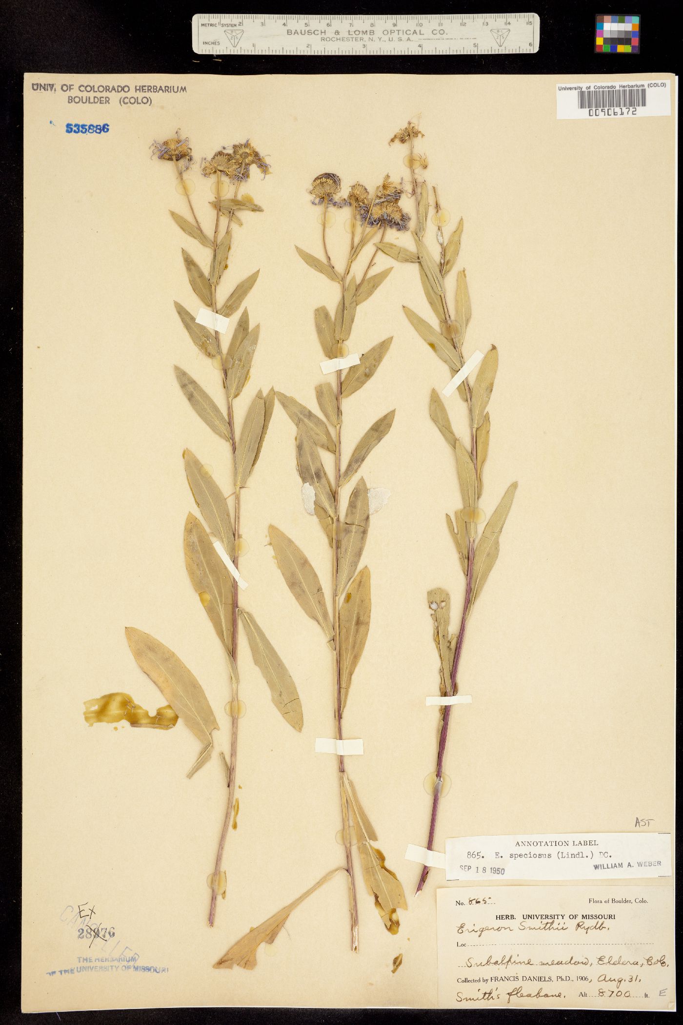 Erigeron speciosus image