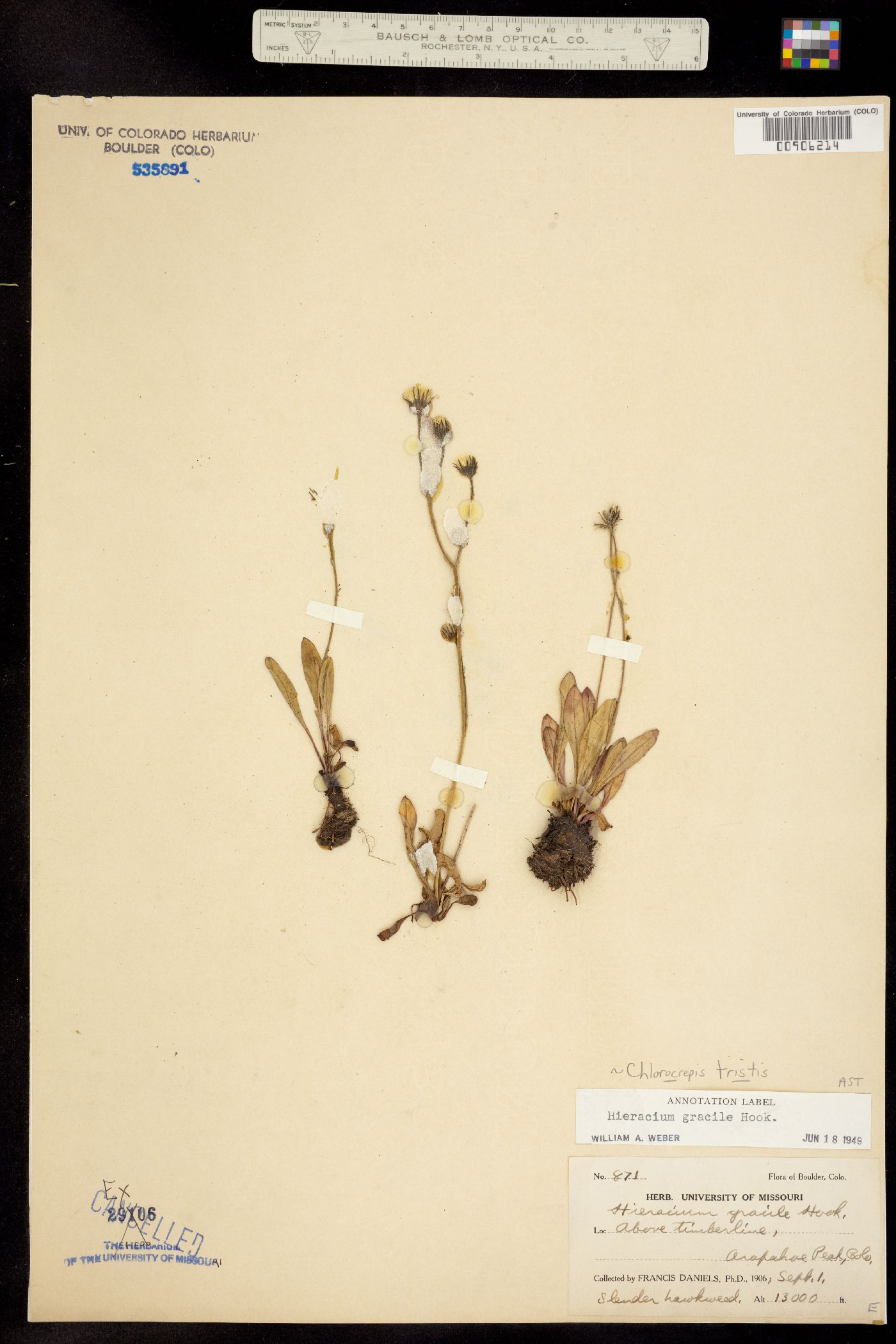 Chlorocrepis tristis subsp. gracilis image