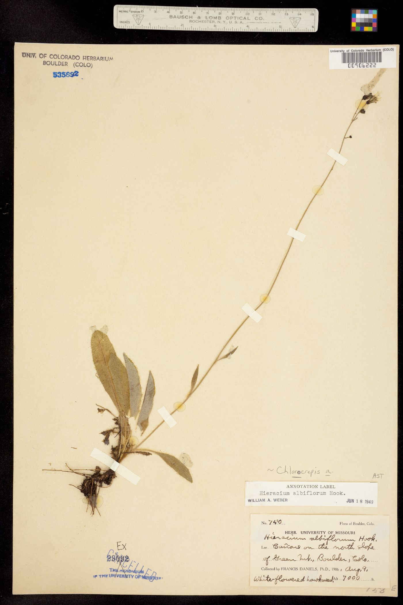 Hieracium albiflorum image