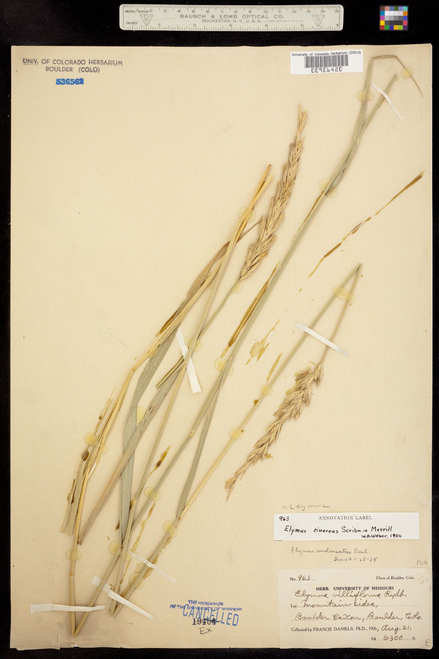 Leymus cinereus image