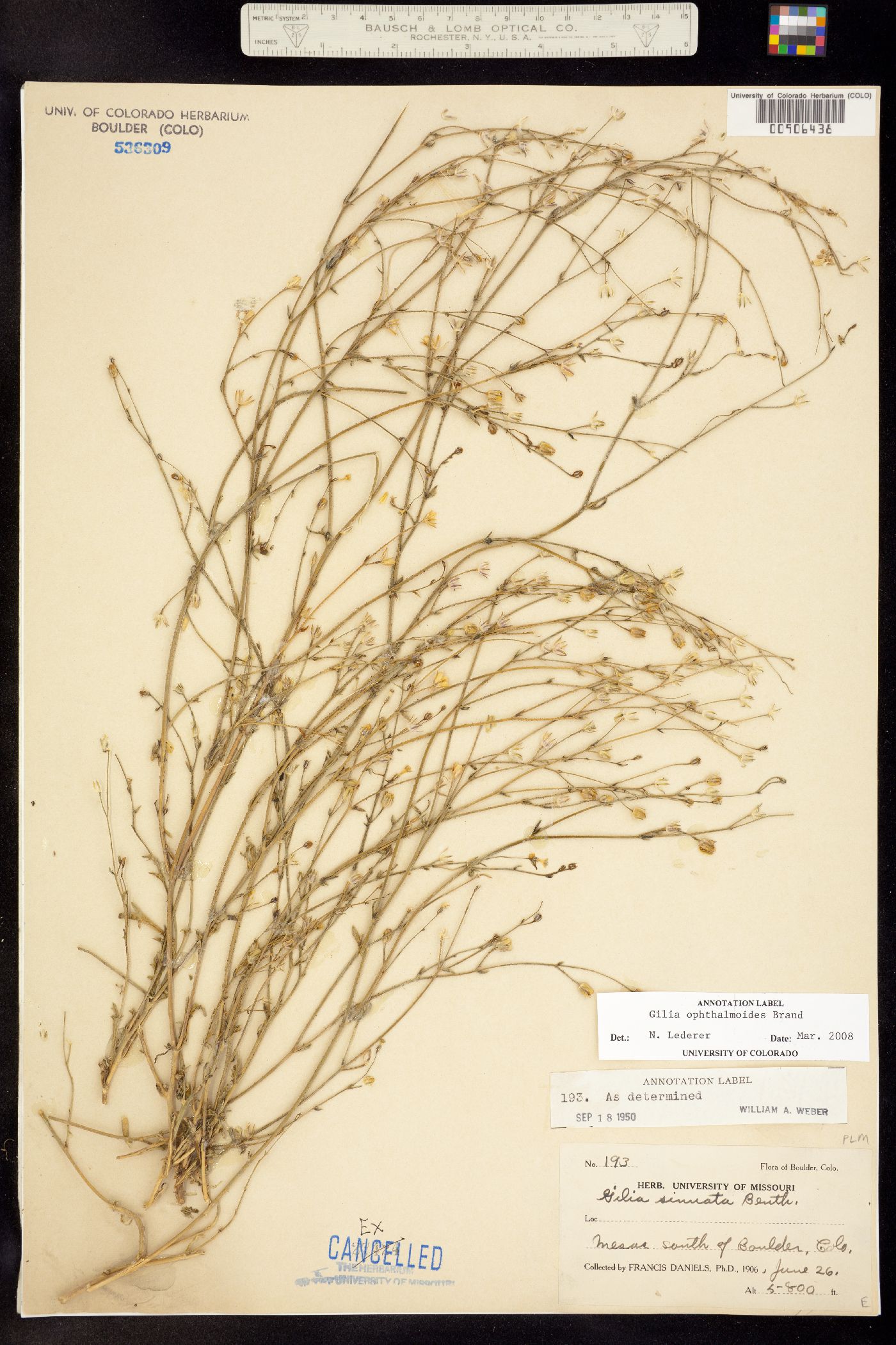 Gilia ophthalmoides image