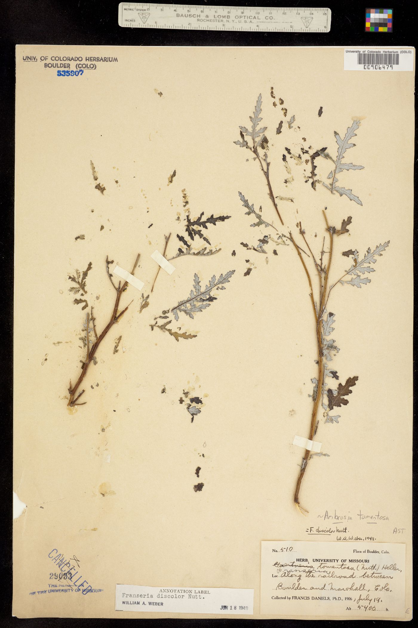 Ambrosia tomentosa image