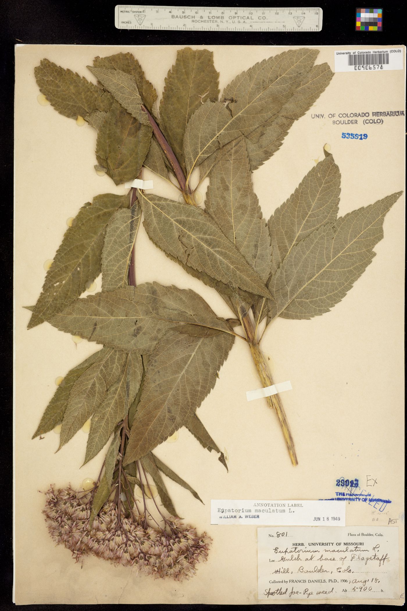 Eupatorium maculatum ssp. bruneri image