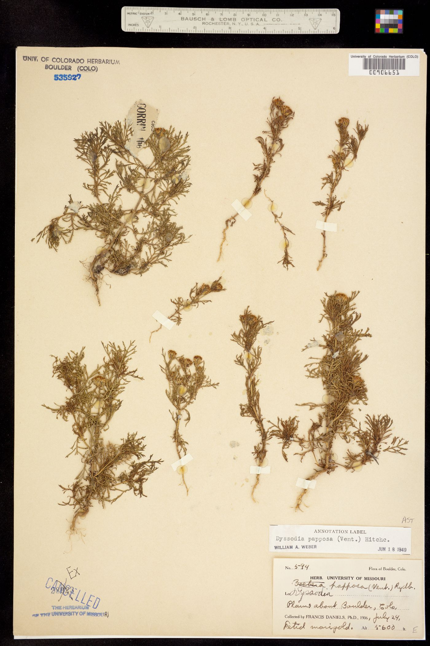 Dyssodia papposa image