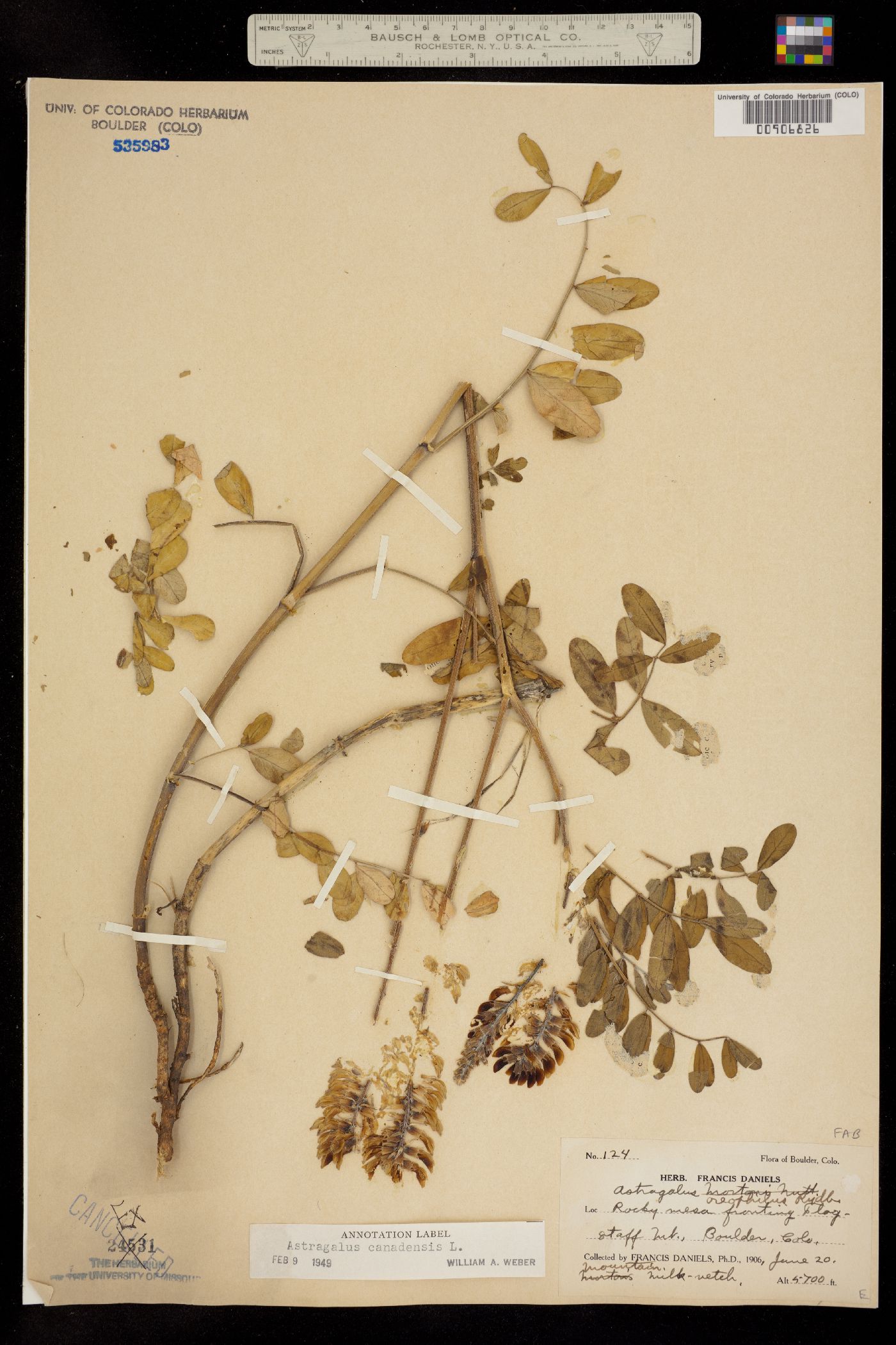Astragalus canadensis var. canadensis image
