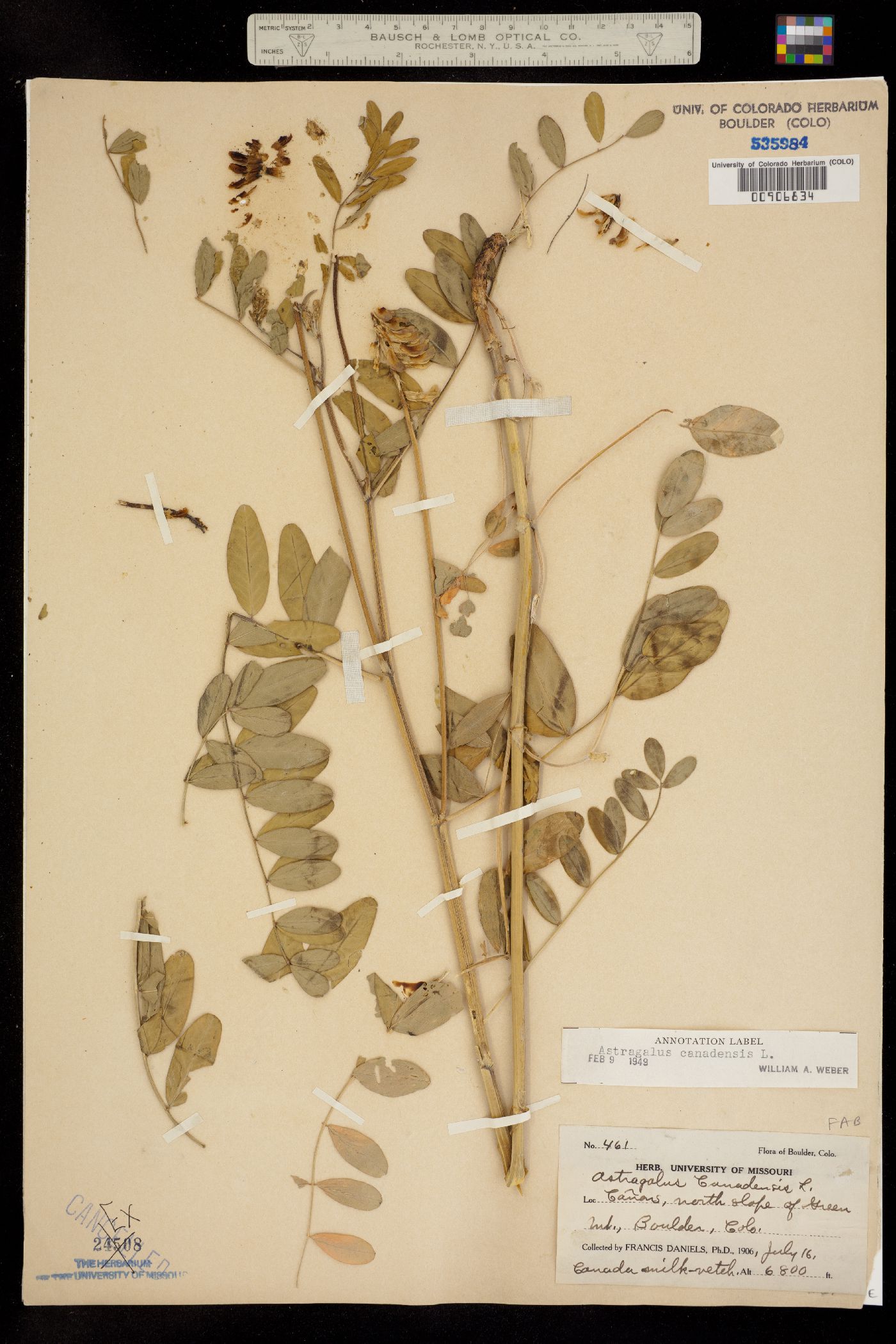Astragalus canadensis var. canadensis image