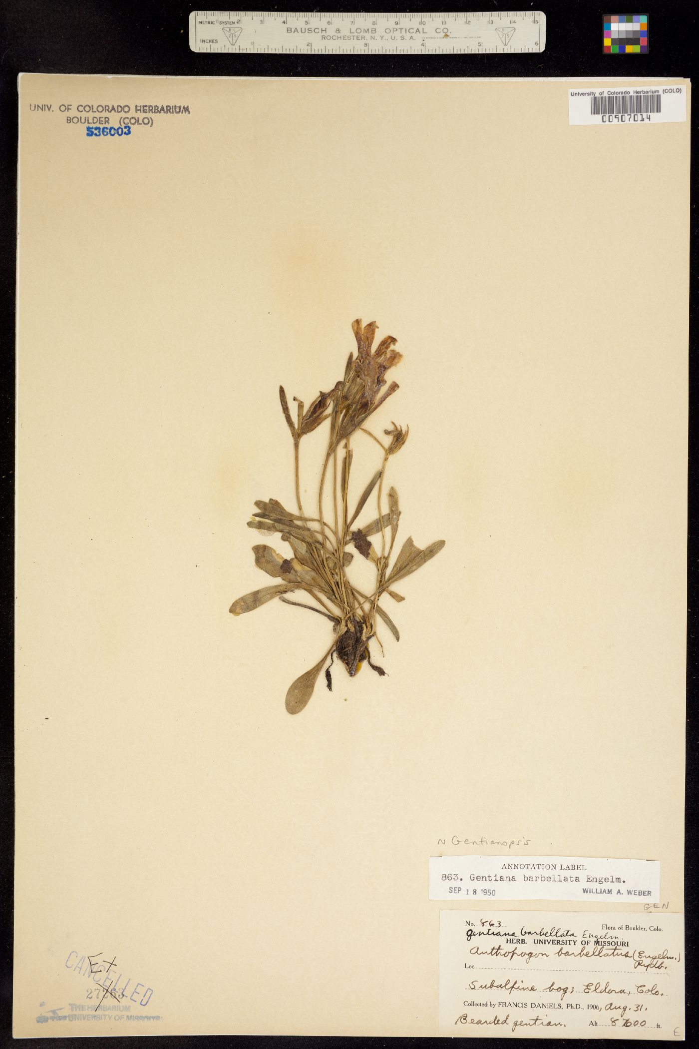 Gentianopsis barbellata image