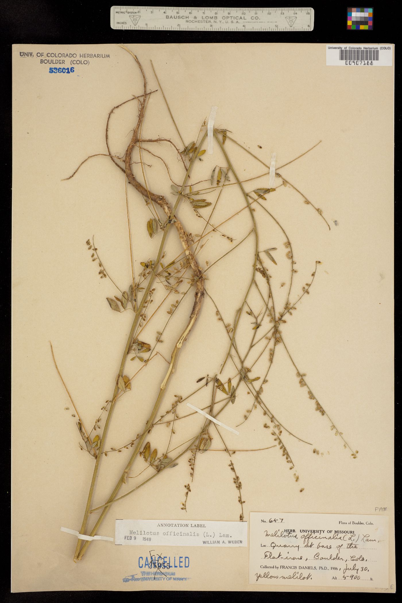 Melilotus officinale image