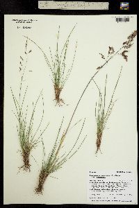Deschampsia cespitosa ssp. cespitosa image
