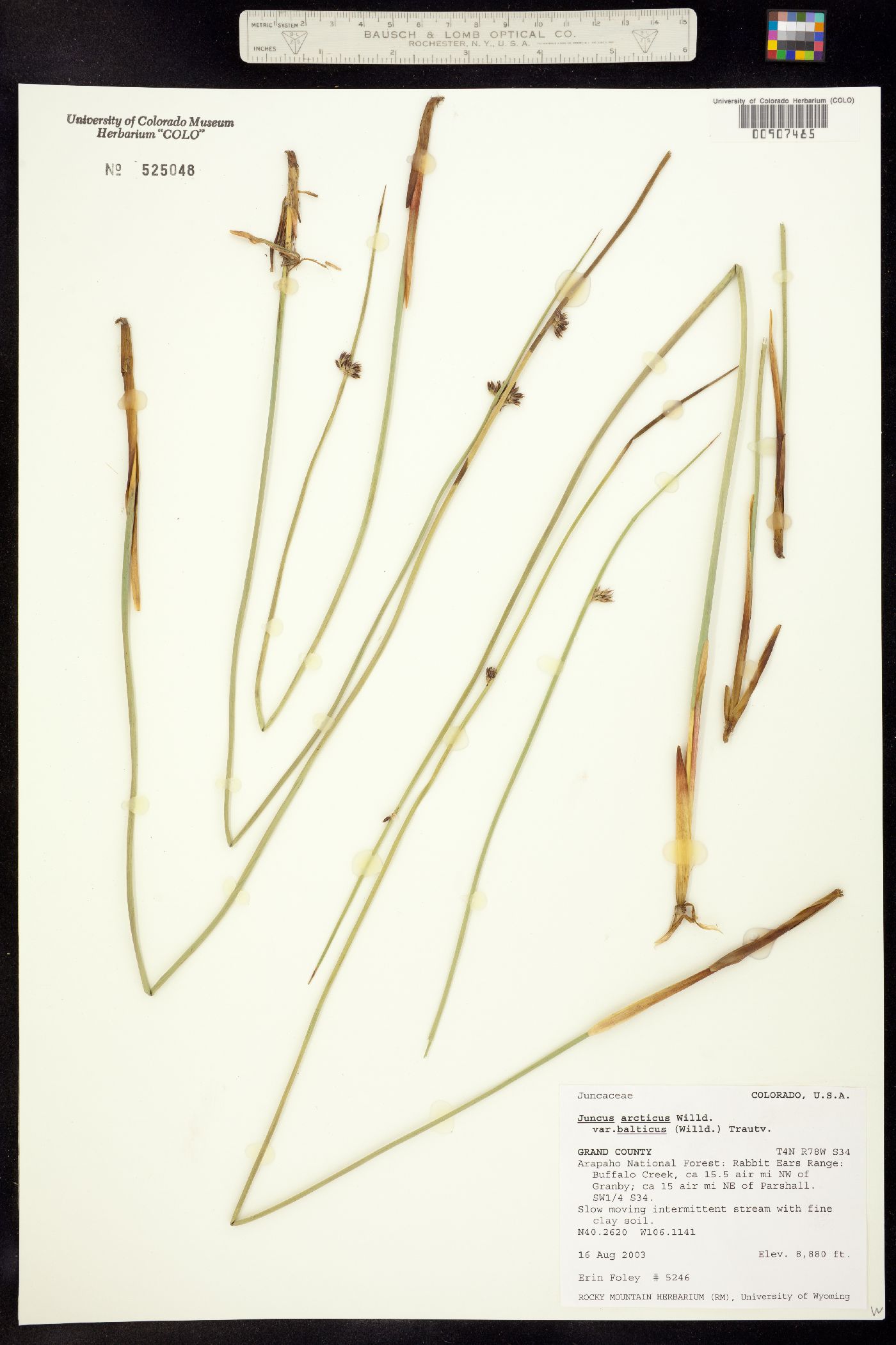 Juncus balticus image