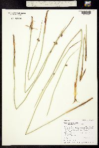Juncus balticus ssp. ater image