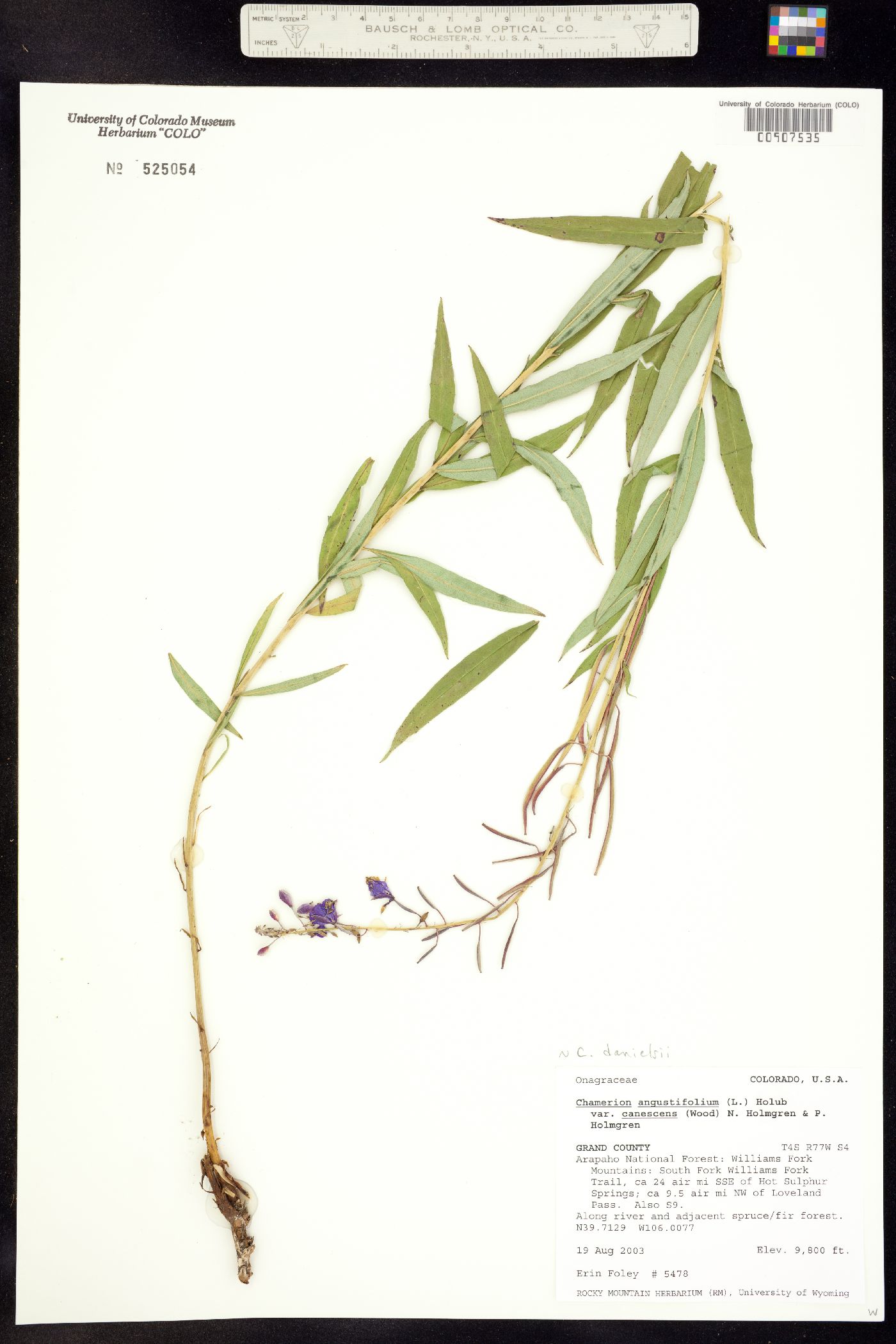 Chamerion angustifolium ssp. circumvagum image