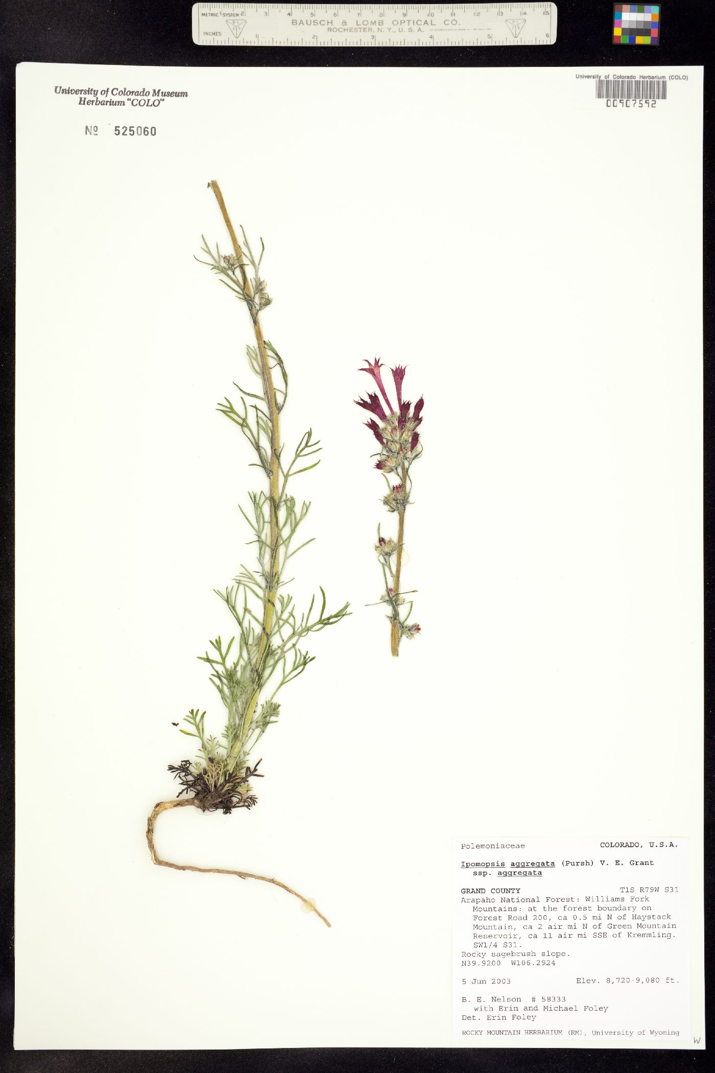 Ipomopsis aggregata ssp. aggregata image