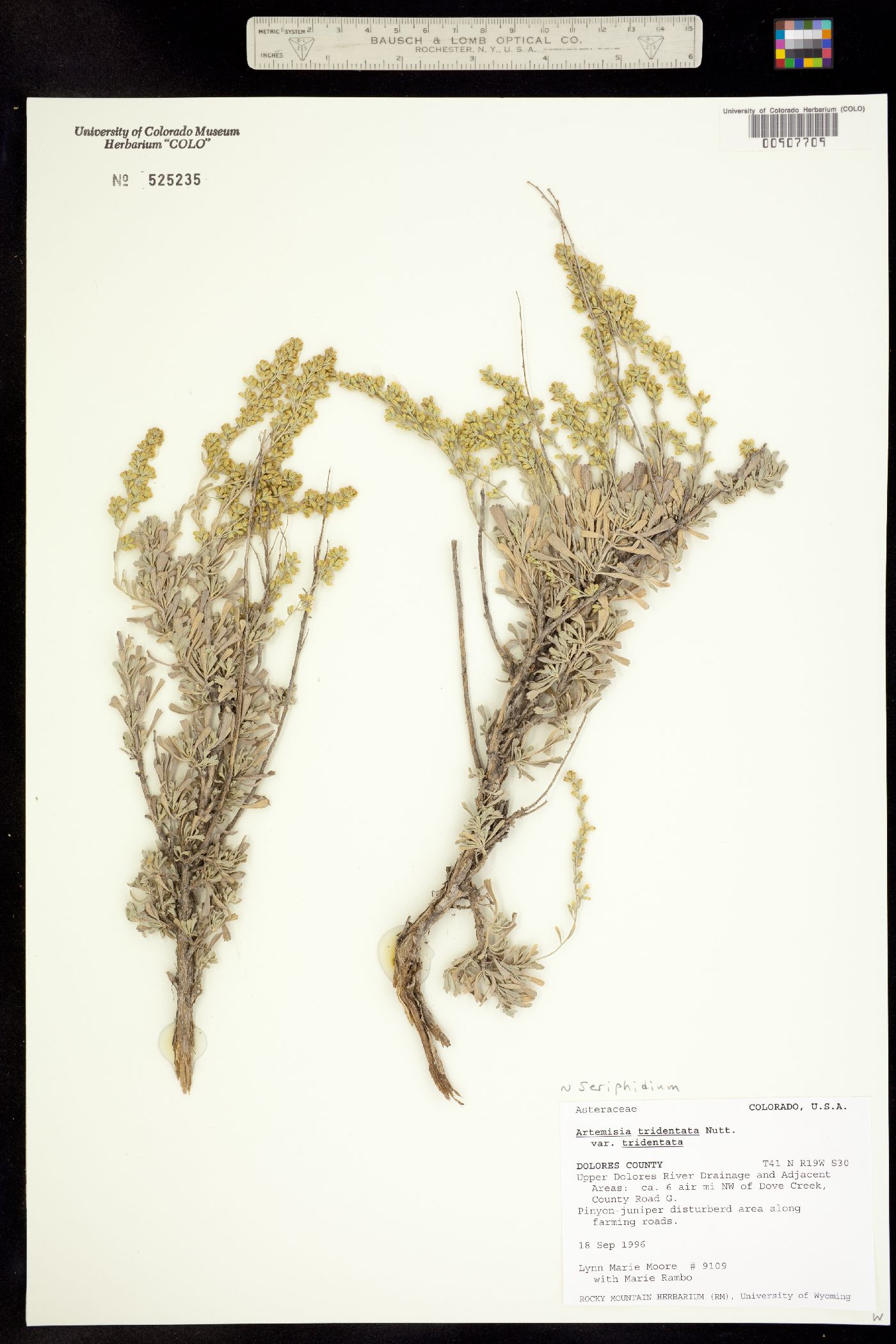 Seriphidium tridentatum ssp. tridentatum image