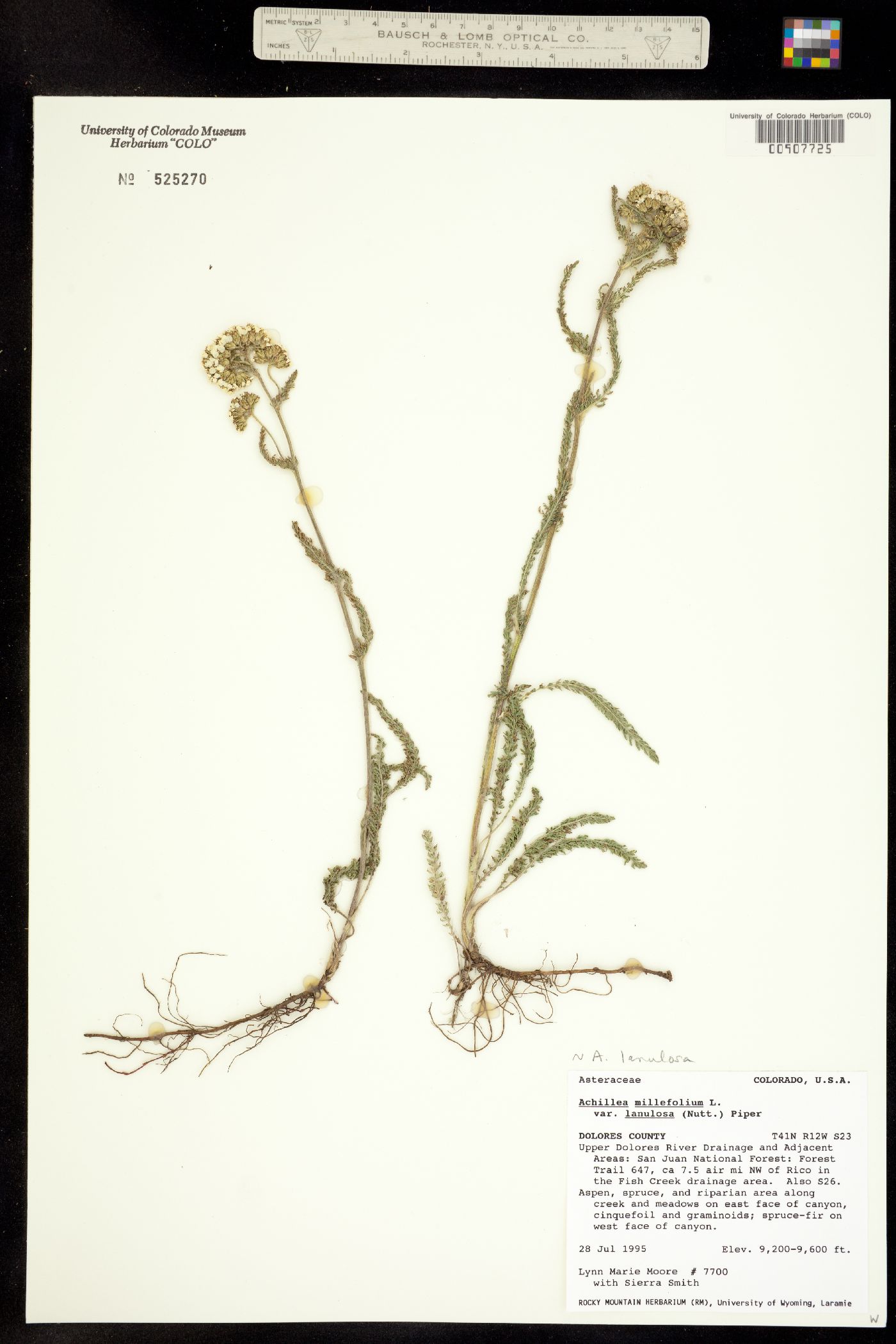 Achillea millefolium image