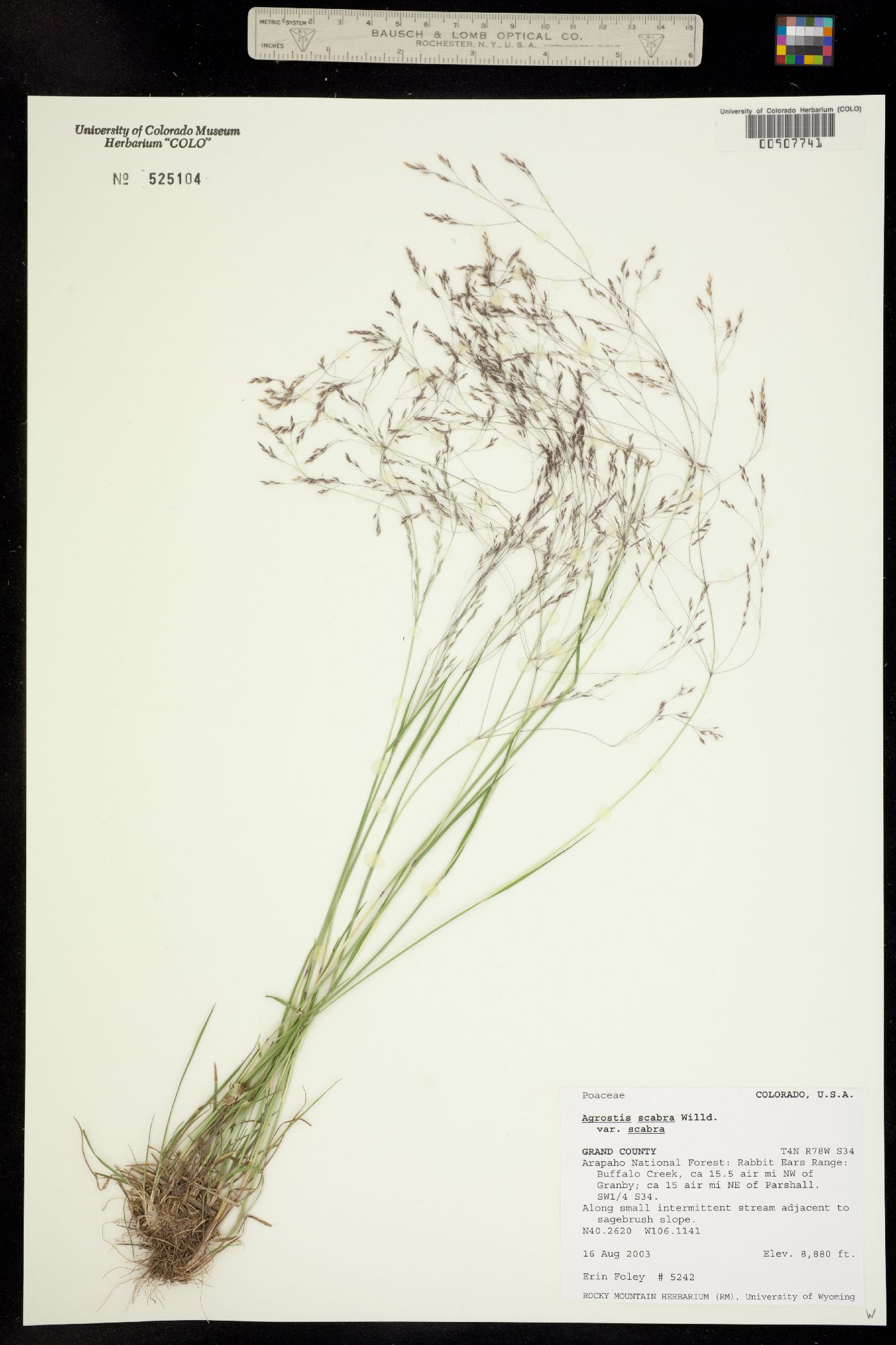 Agrostis image