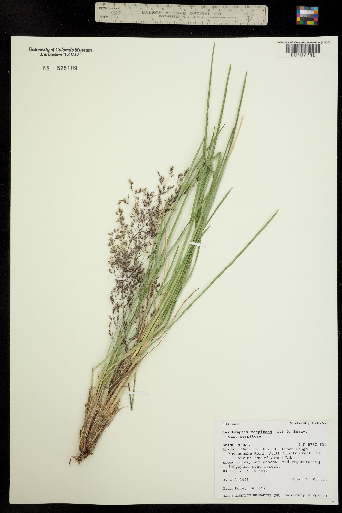 Deschampsia cespitosa ssp. cespitosa image