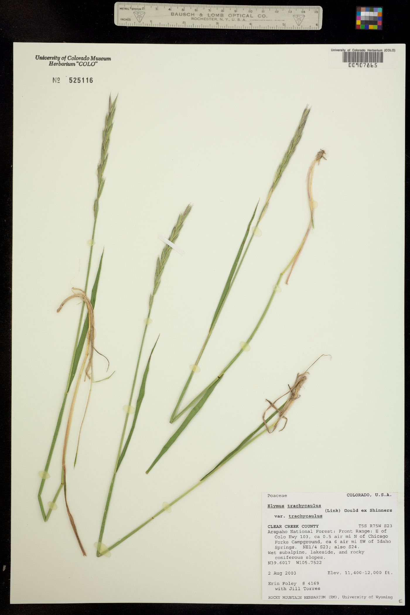 Elymus trachycaulus ssp. trachycaulus image