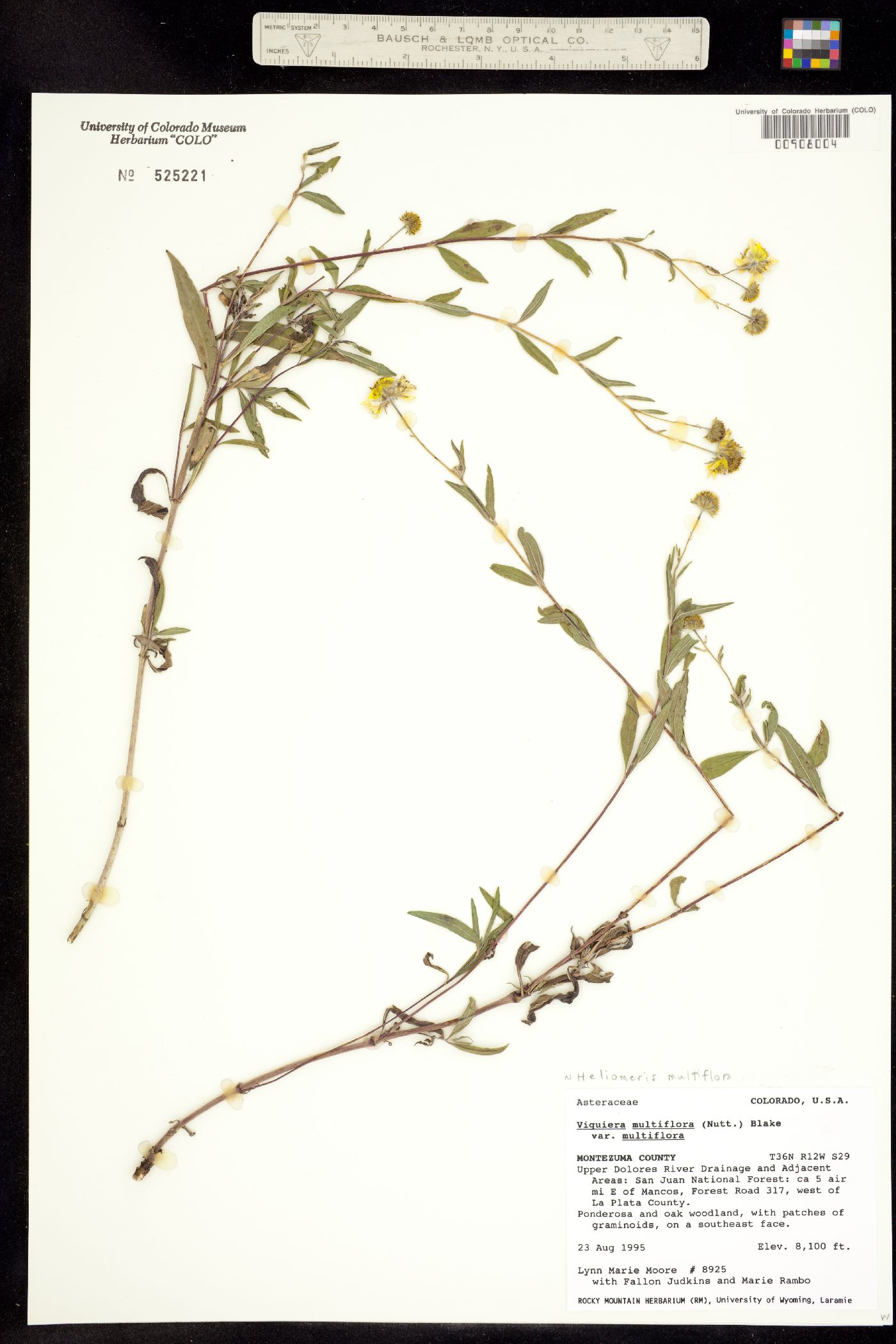 Heliomeris multiflora image