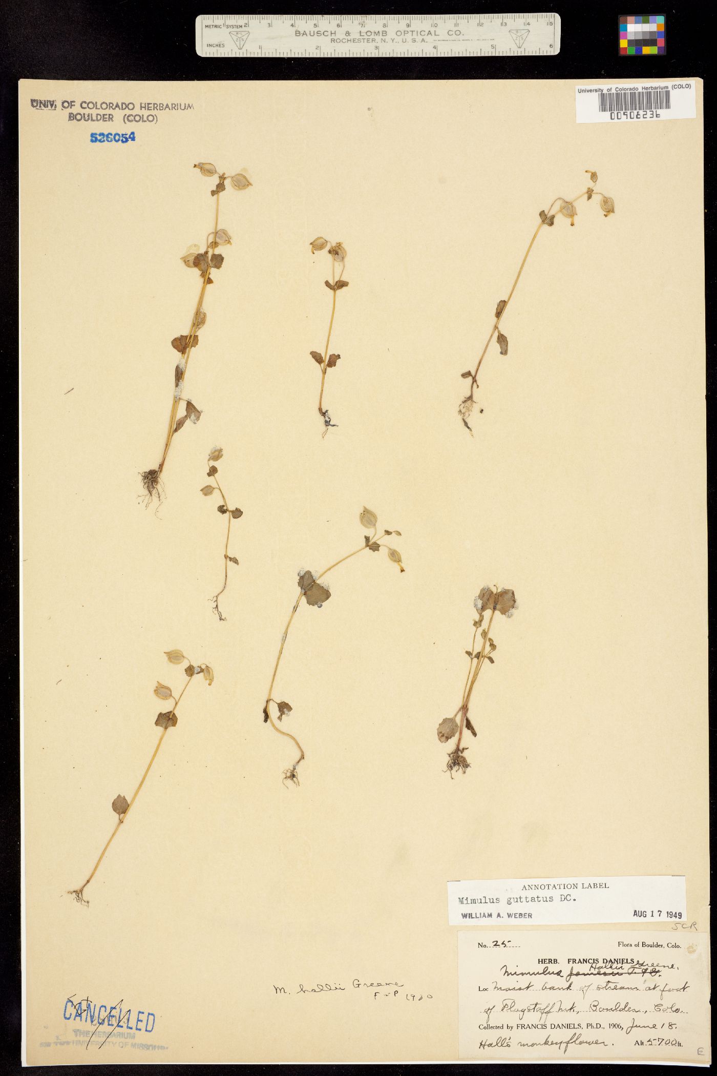 Mimulus guttatus image