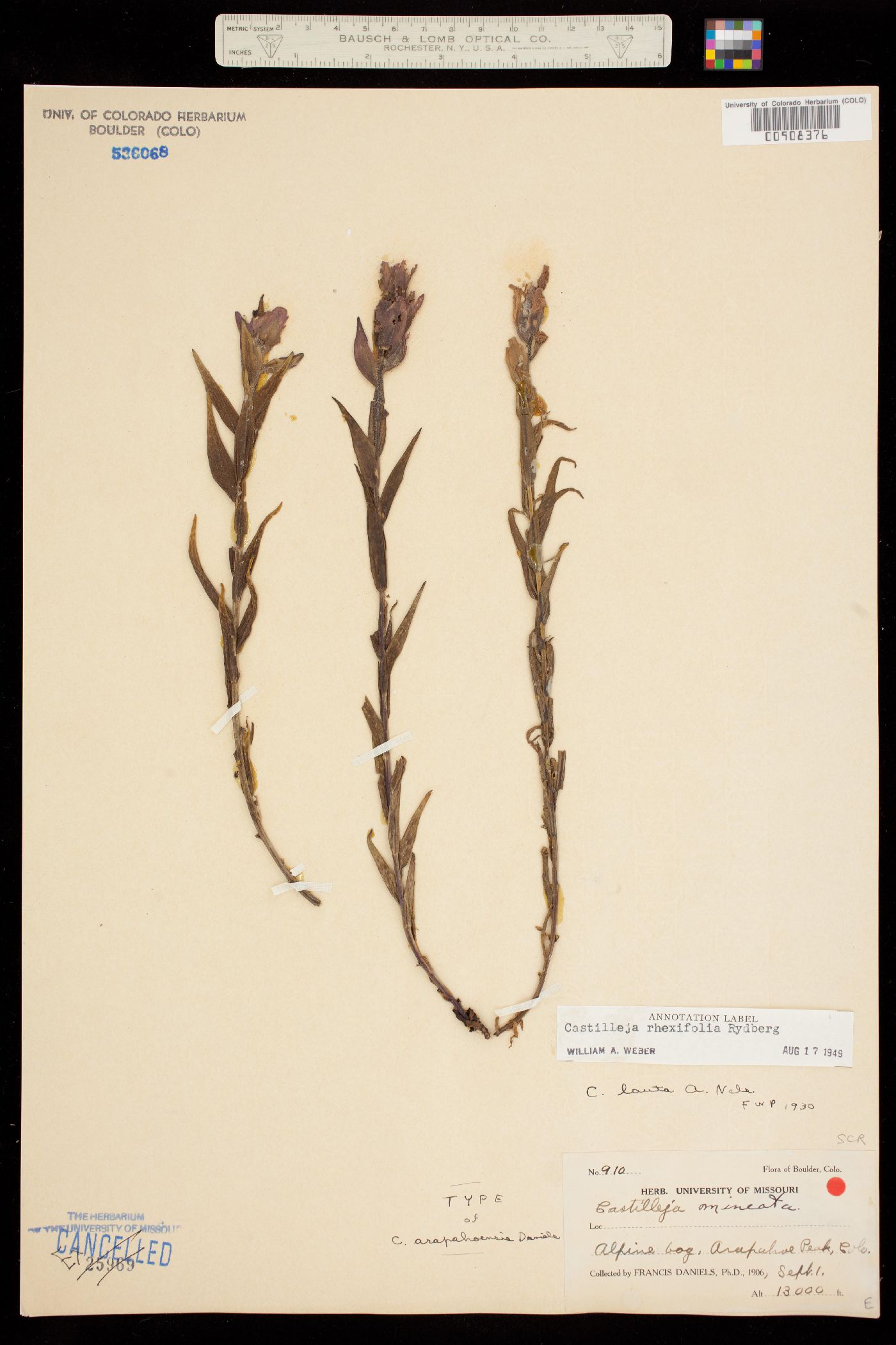 Castilleja rhexifolia image