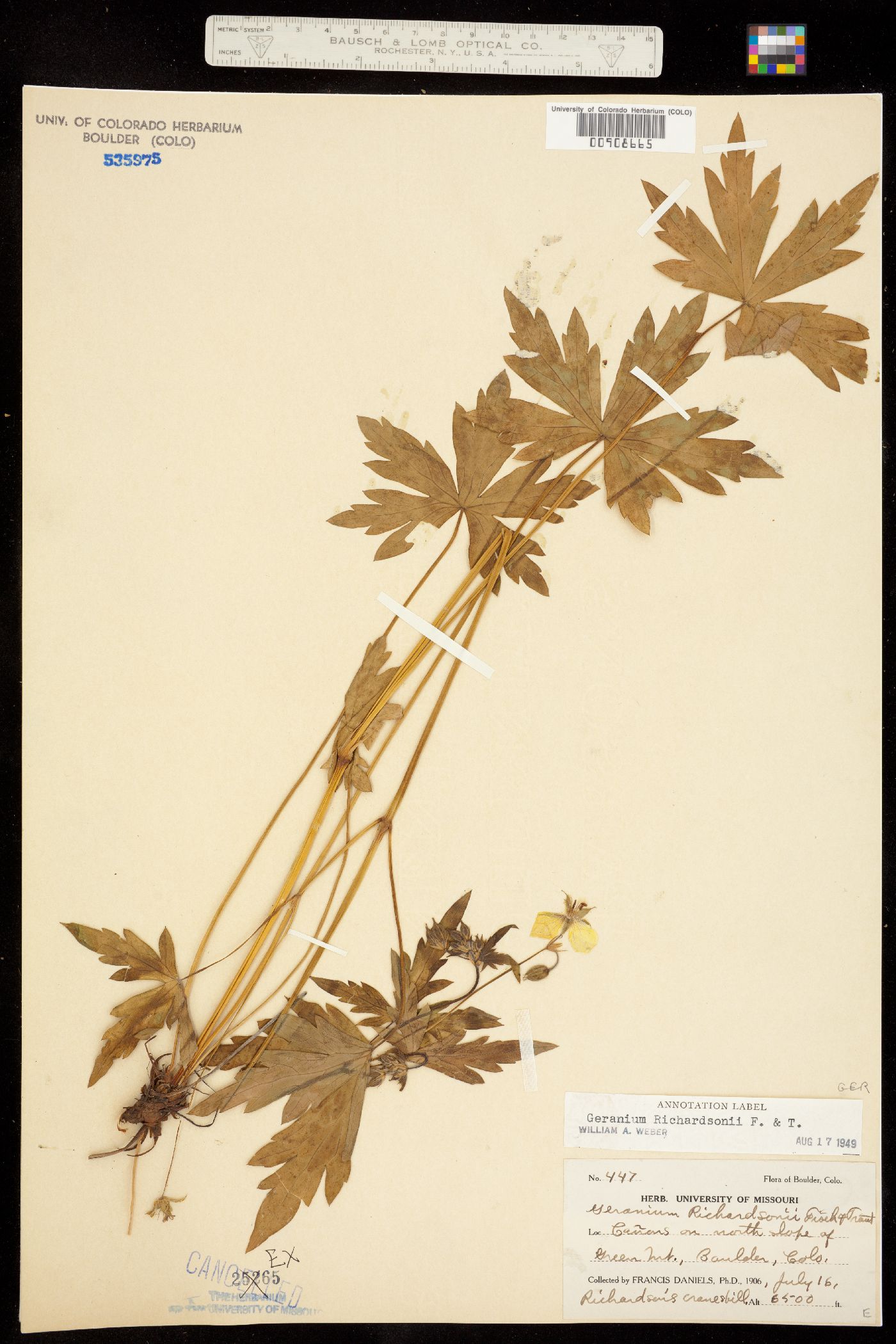 Geranium richardsonii image