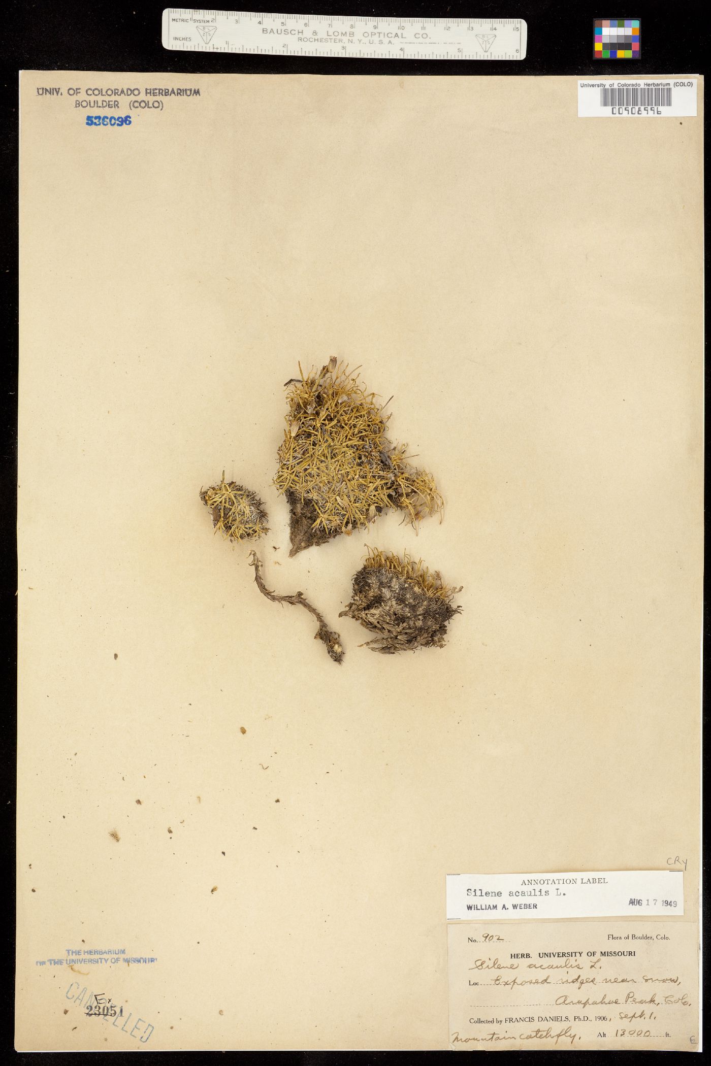 Silene acaulis image