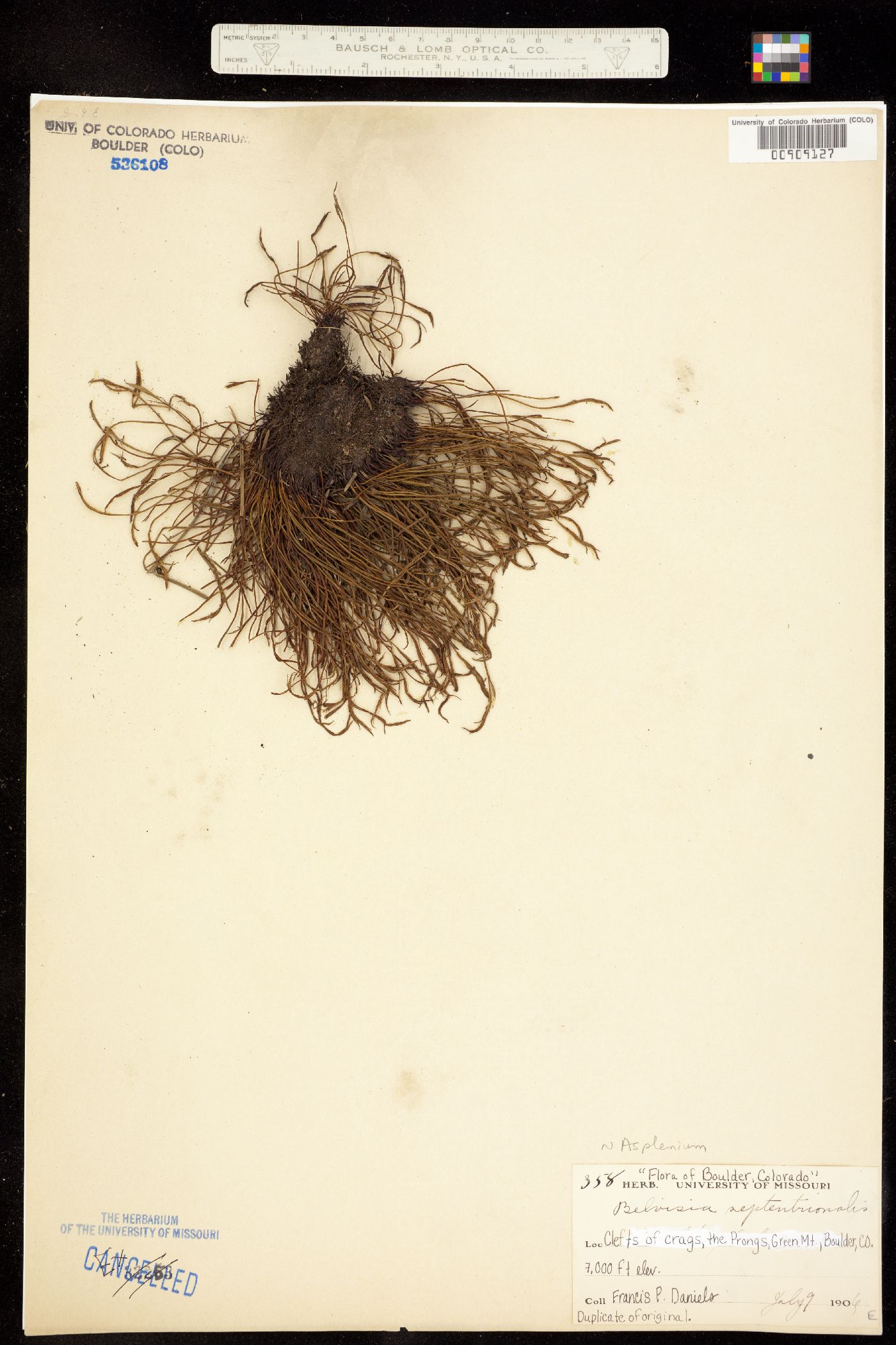 Asplenium image