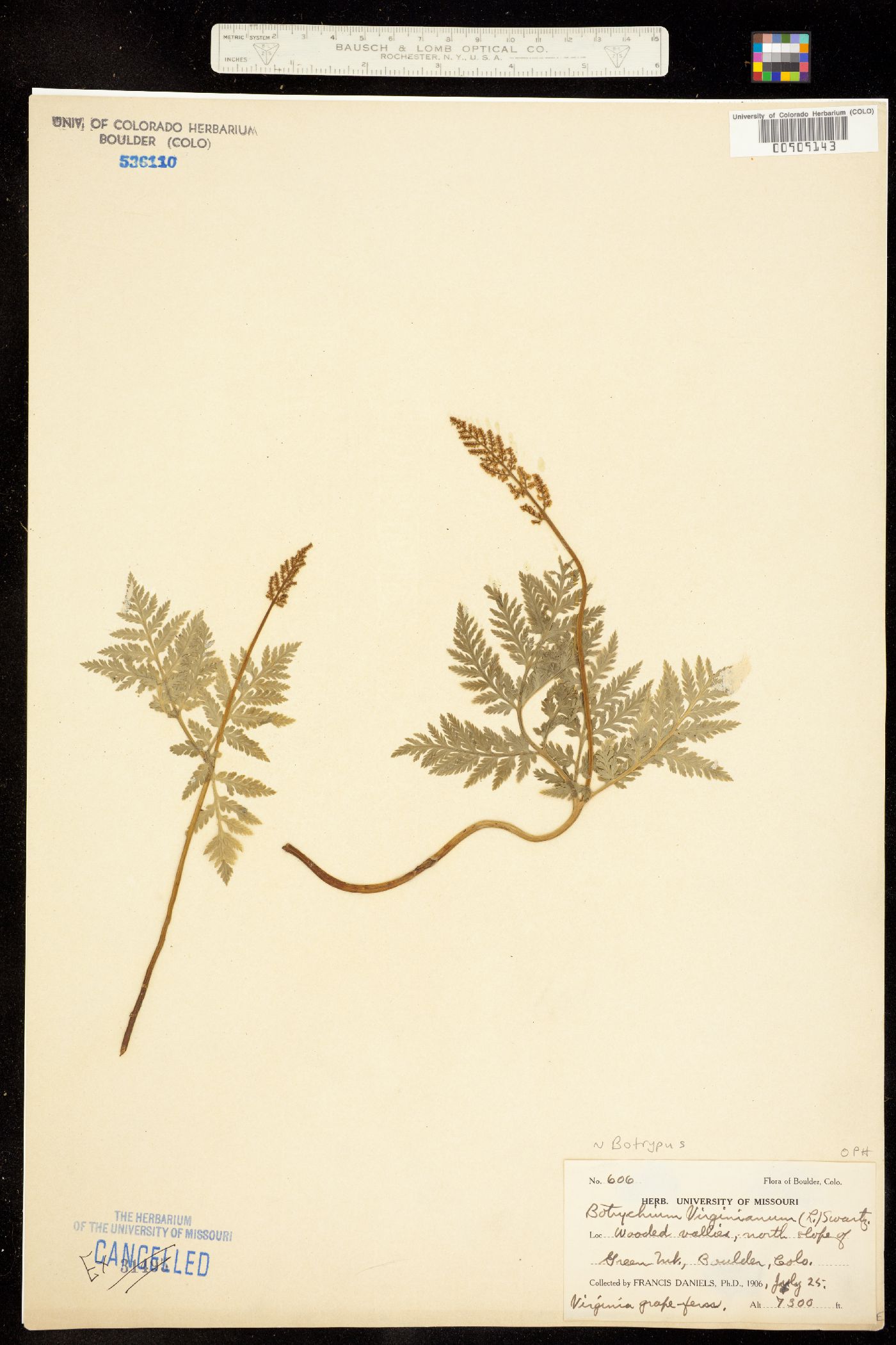 Botrypus virginianus ssp. europaeus image