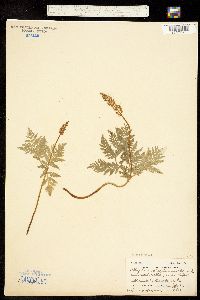 Botrypus virginianus subsp. europaeus image