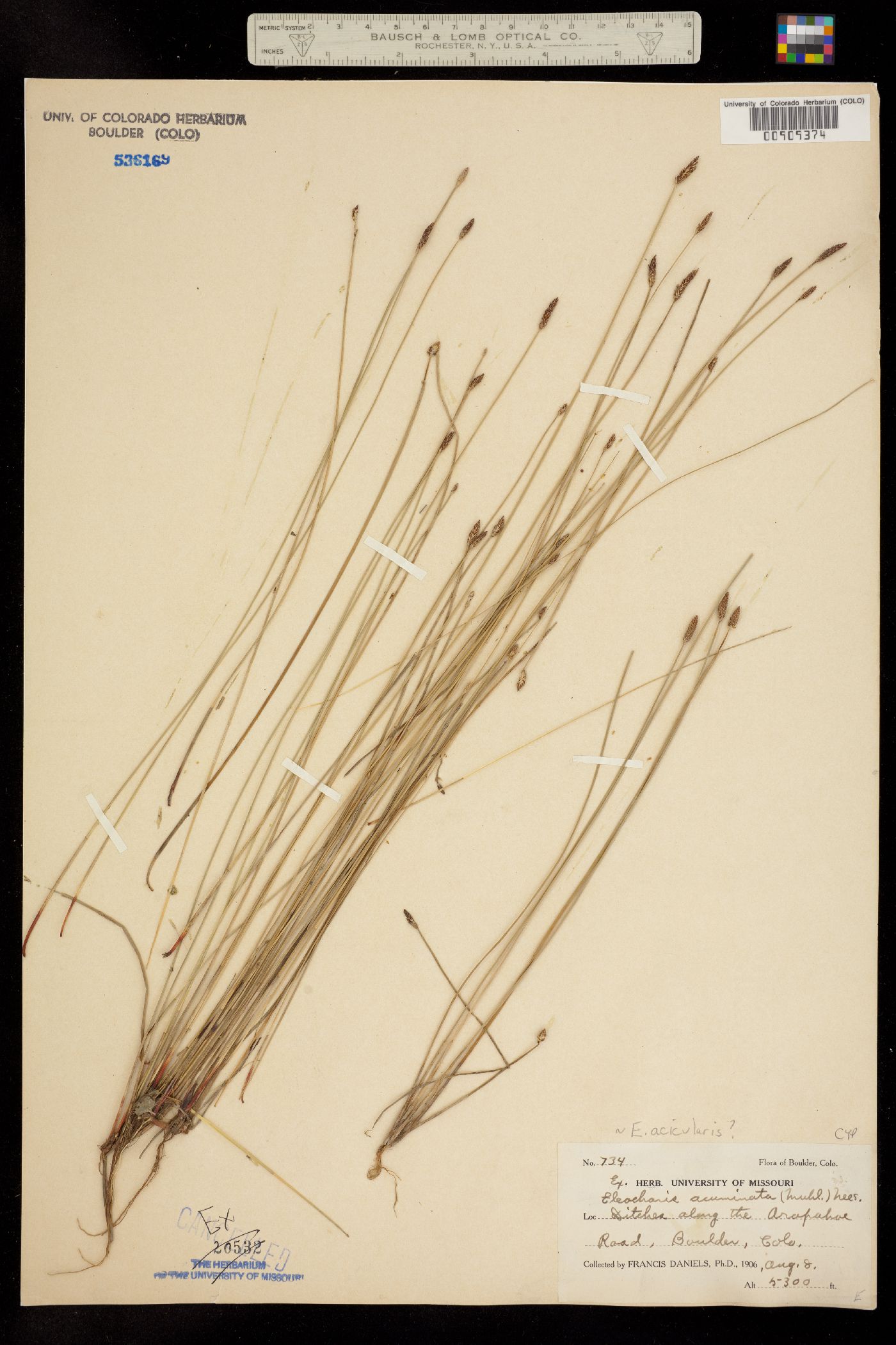 Eleocharis acicularis image