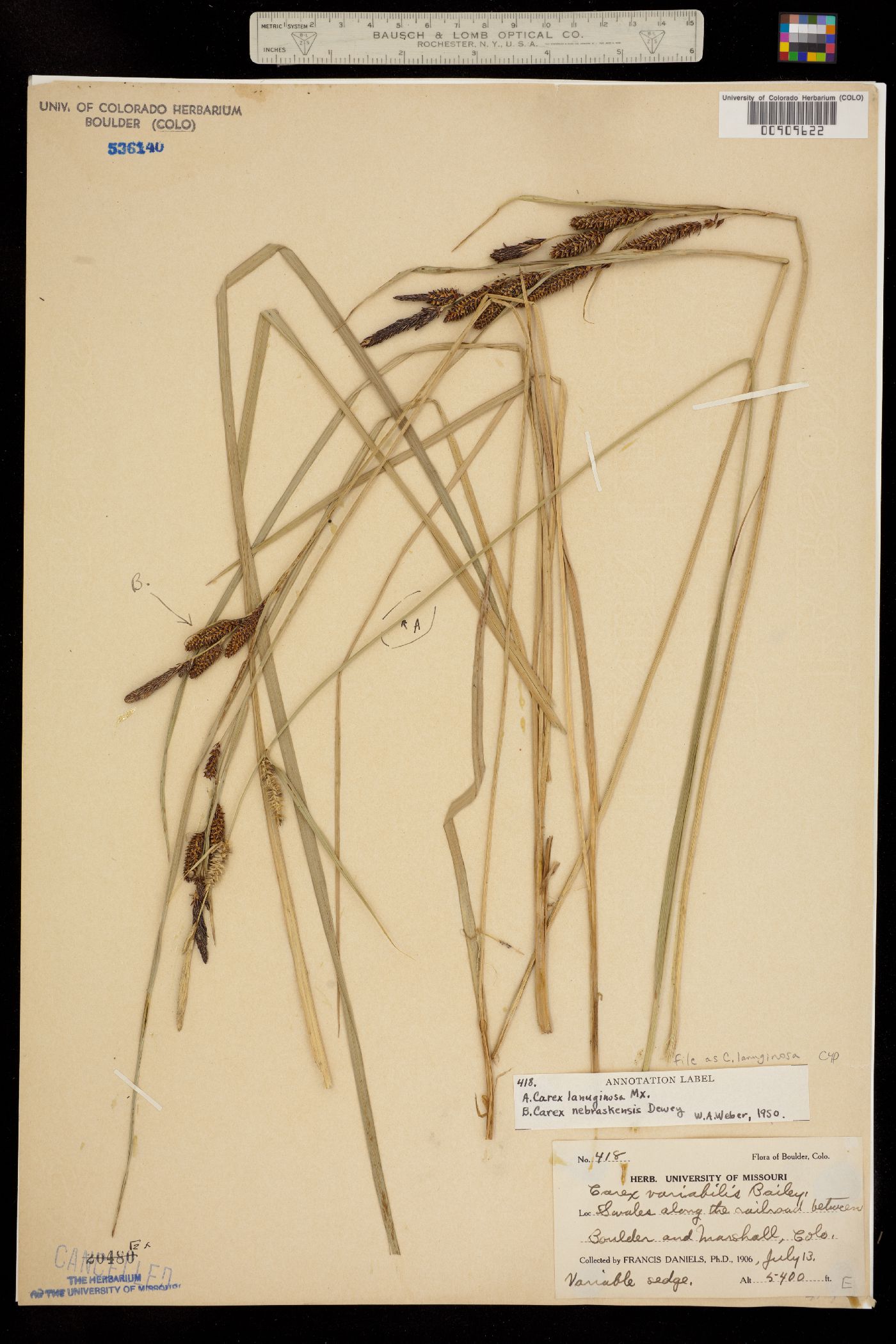 Carex lanuginosa image