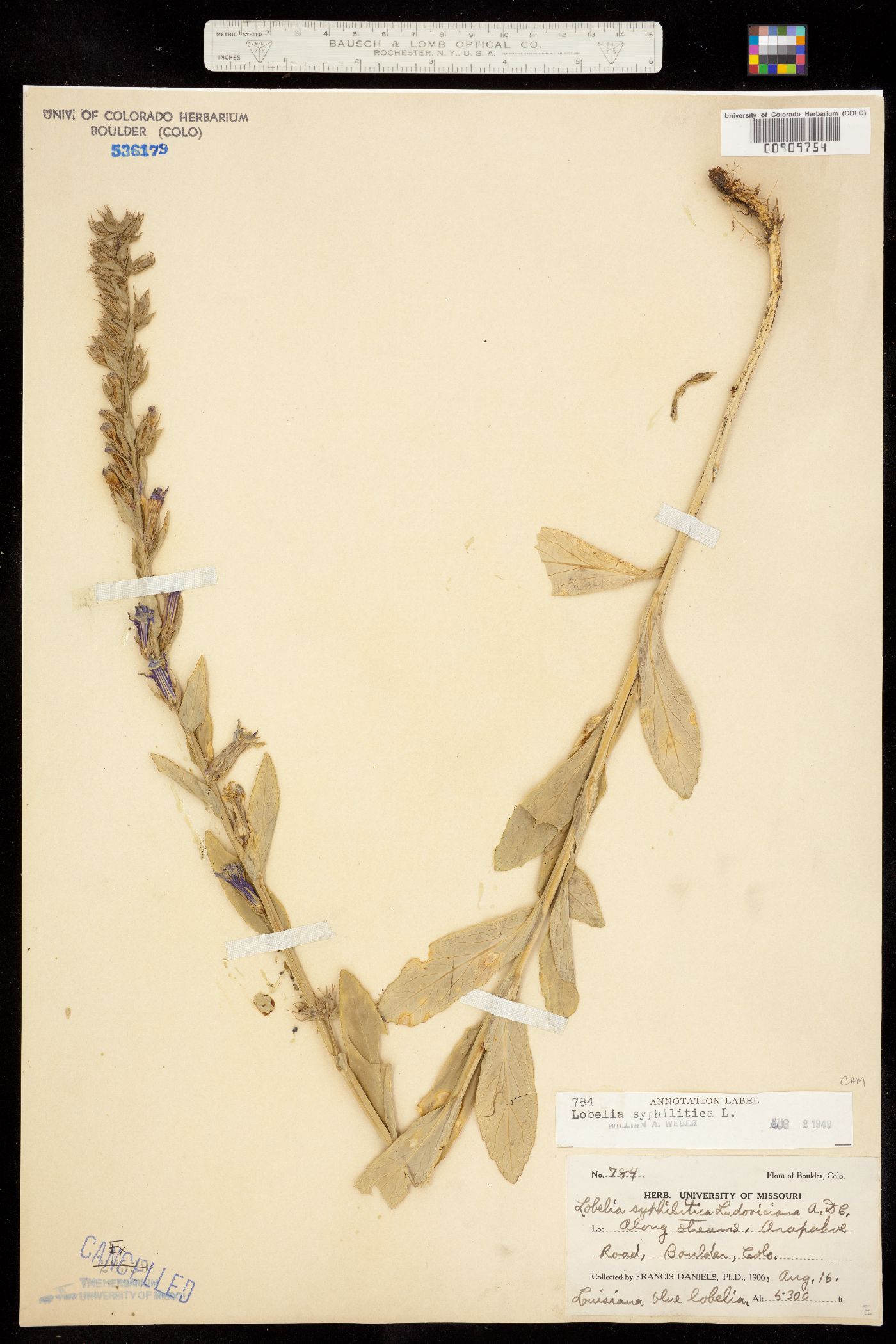Lobelia siphilitica image