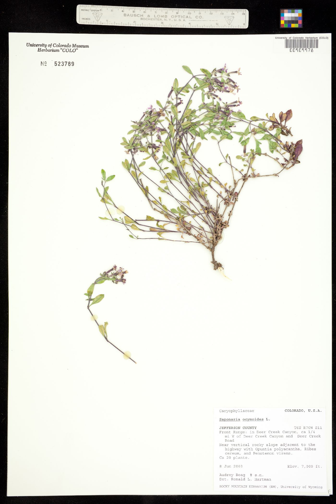 Saponaria ocymoides image