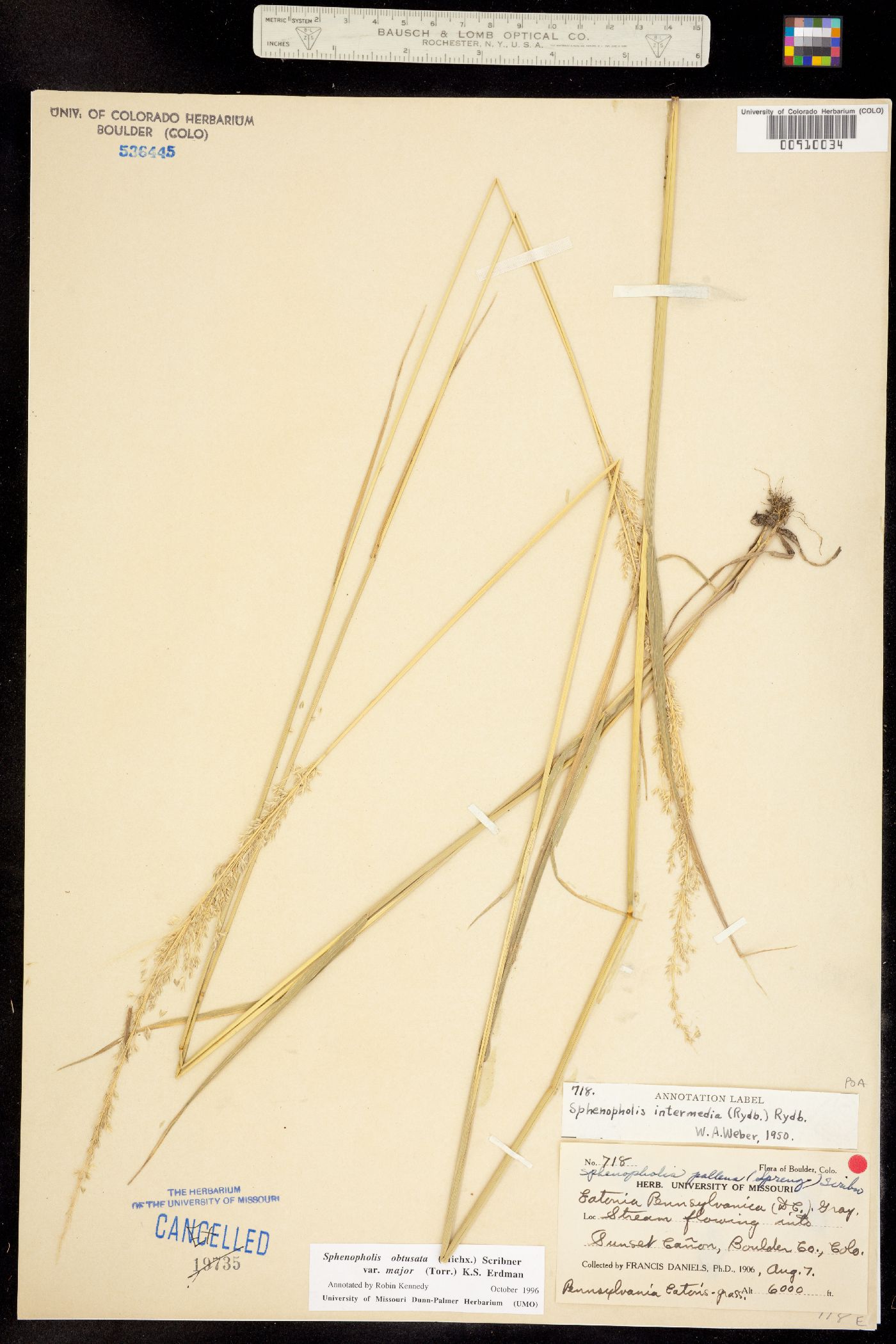 Sphenopholis obtusata image
