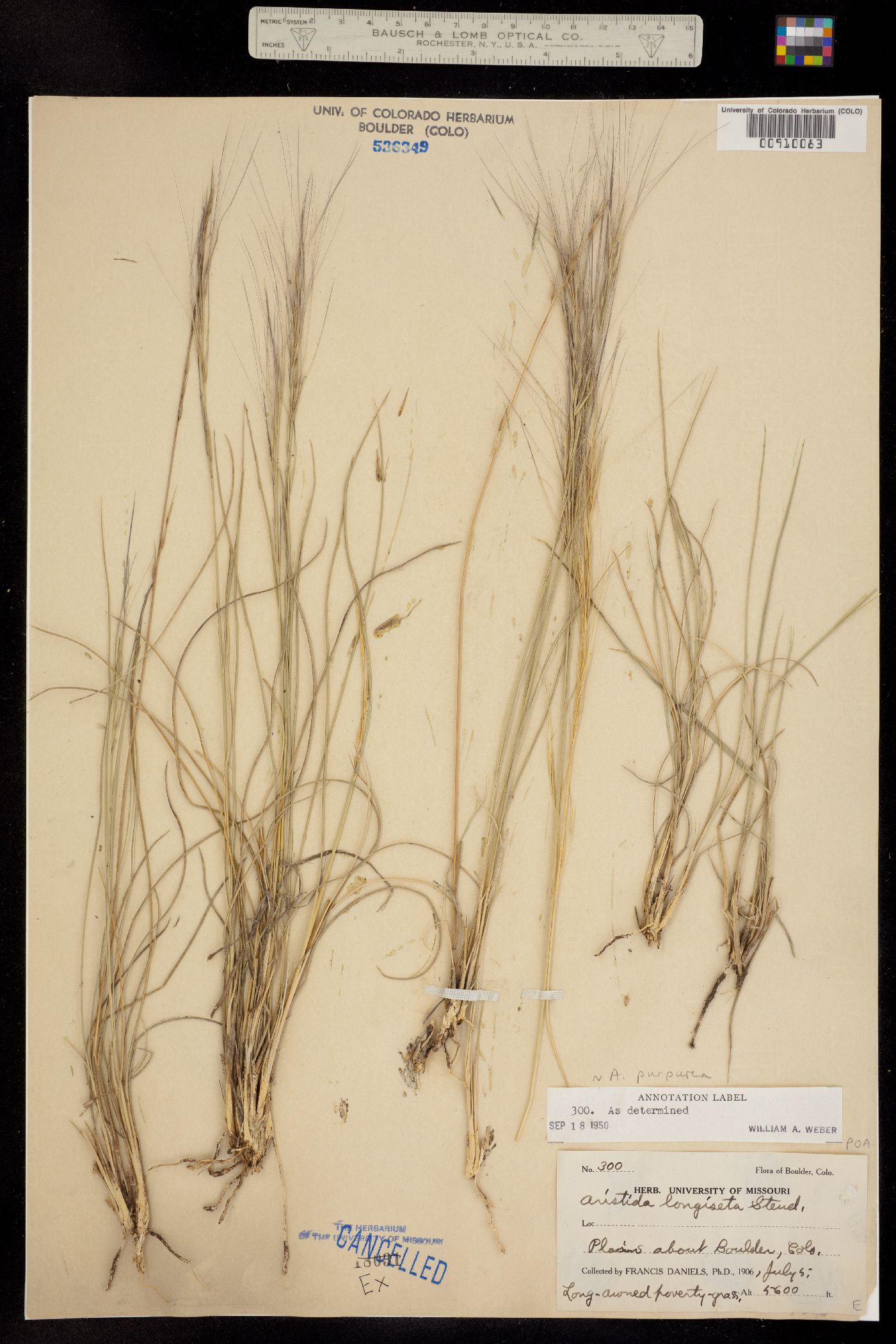 Aristida image