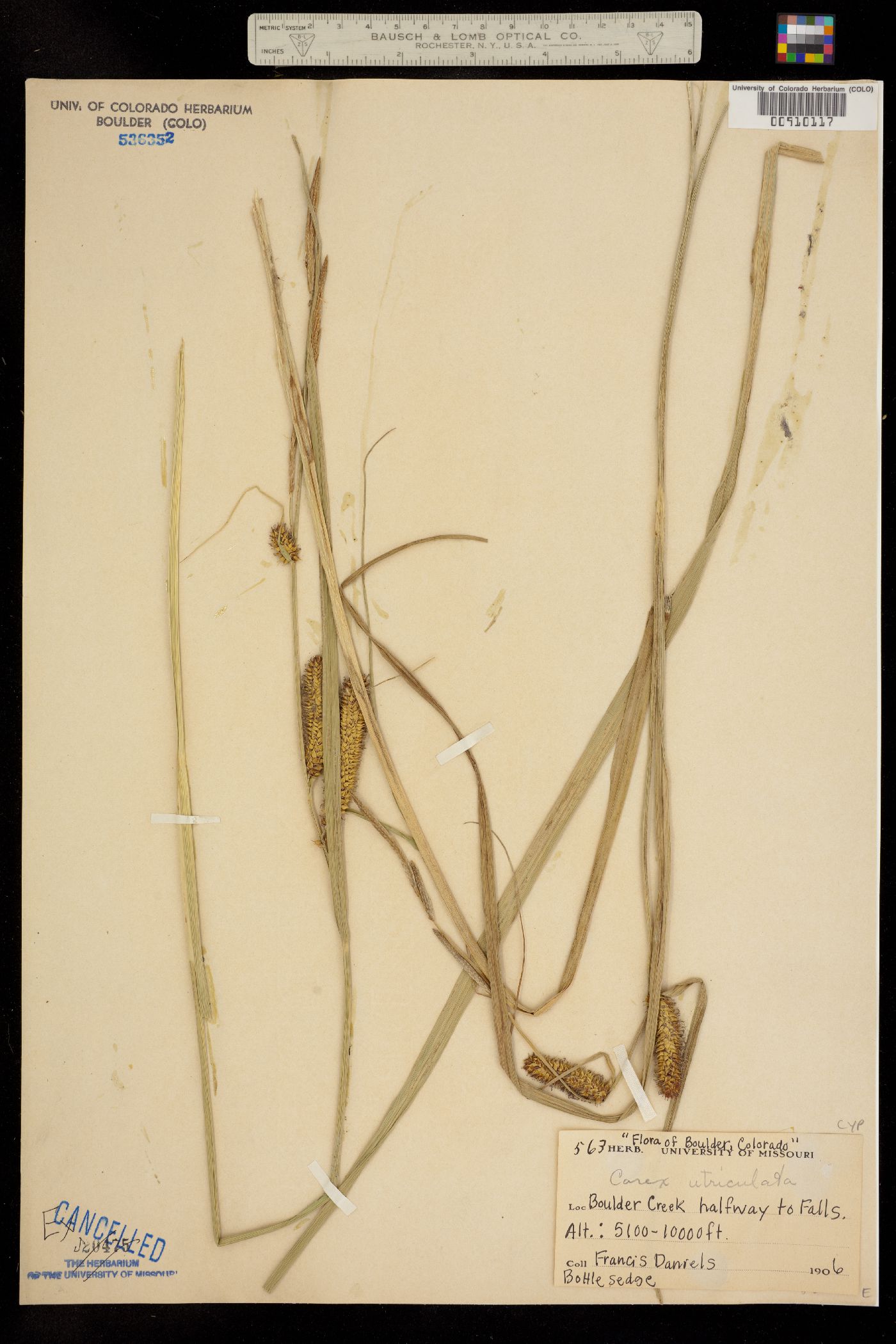 Carex utriculata image
