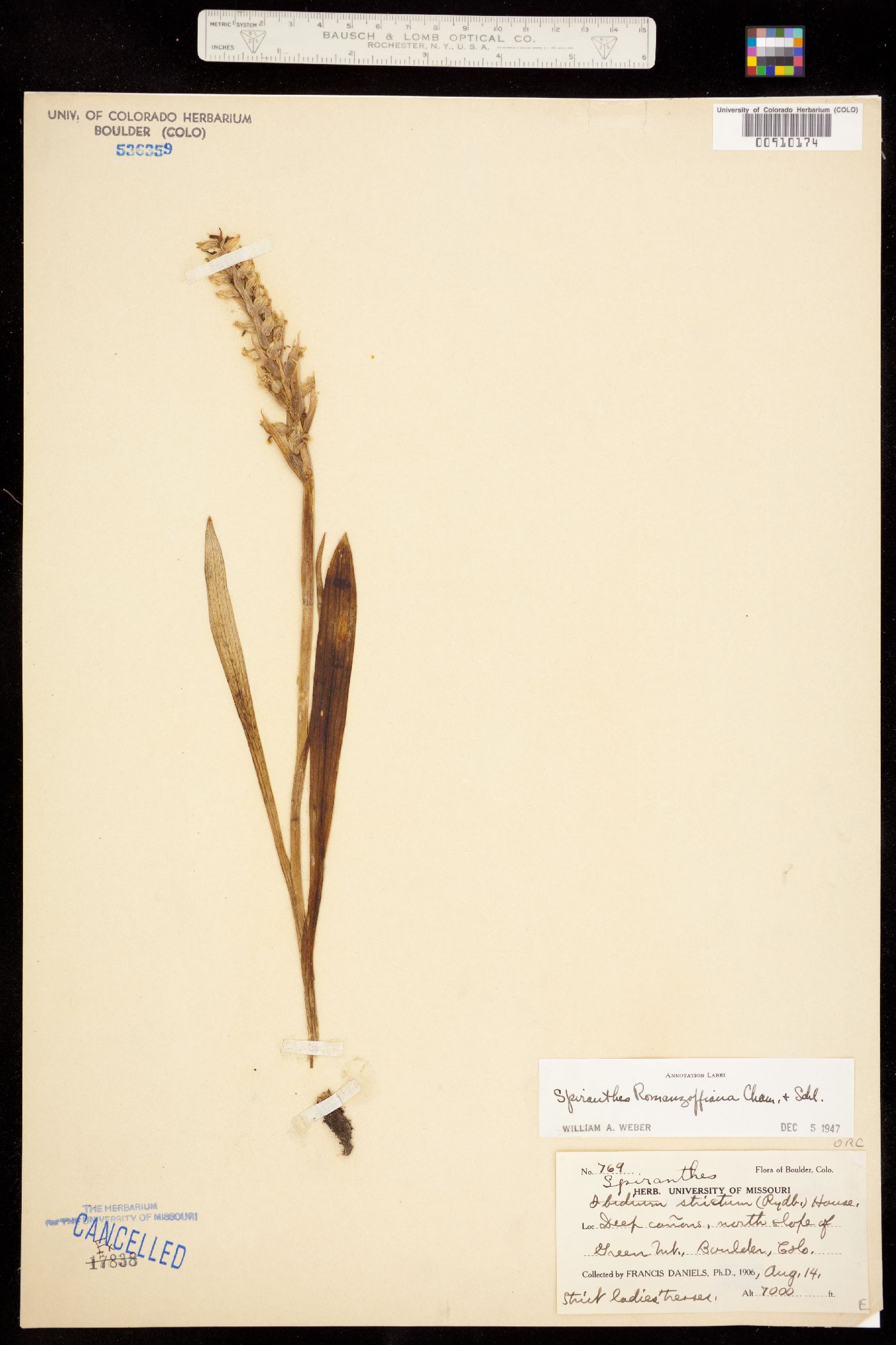 Spiranthes romanzoffiana image