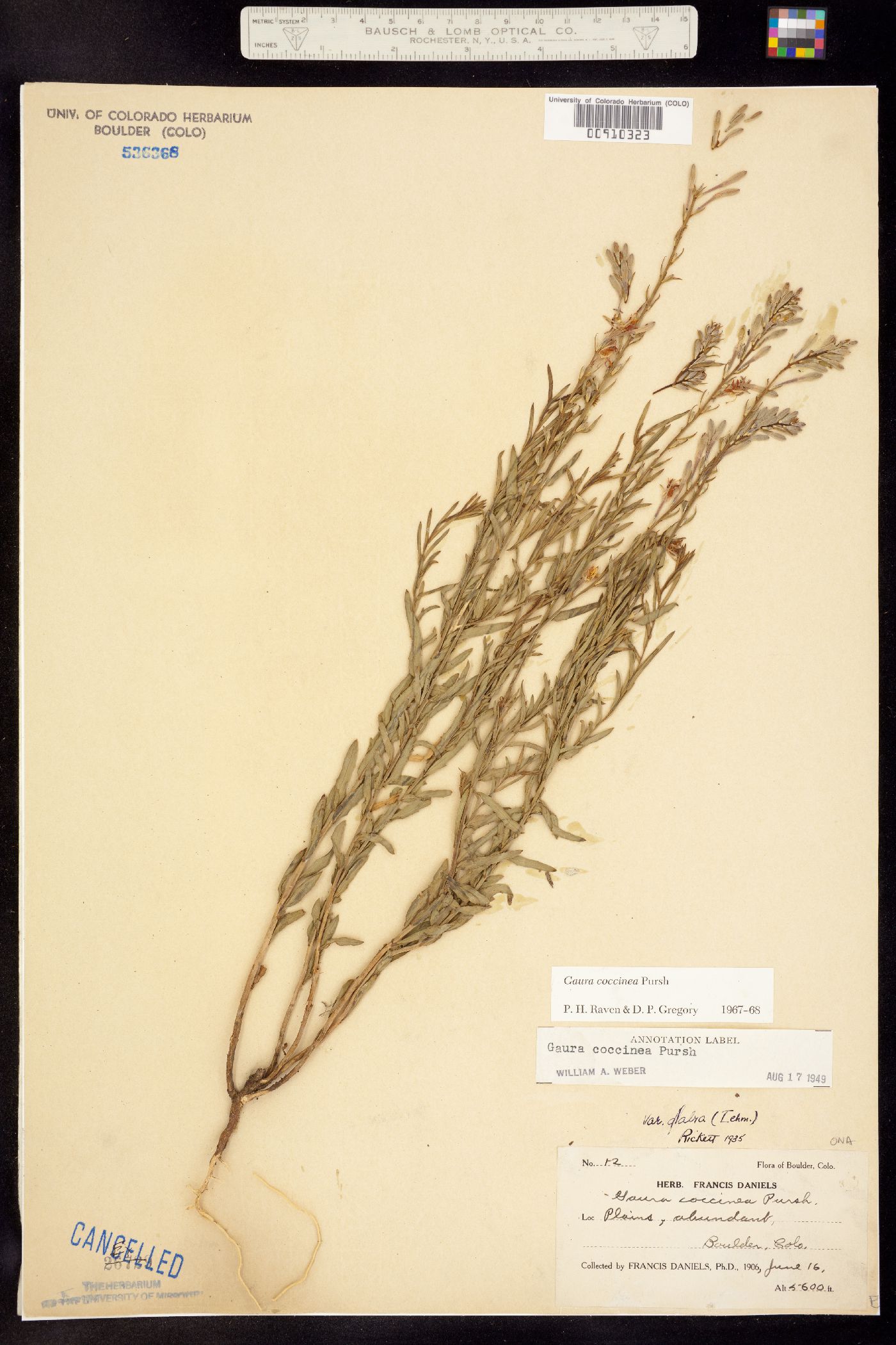 Oenothera suffrutescens image