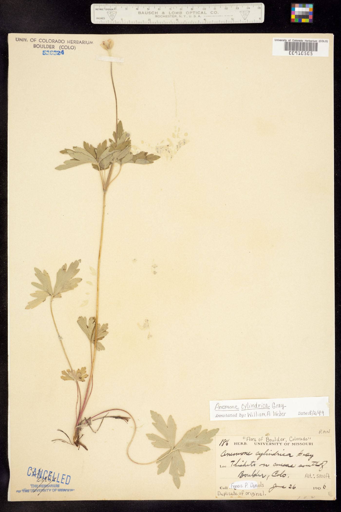 Anemone cylindrica image