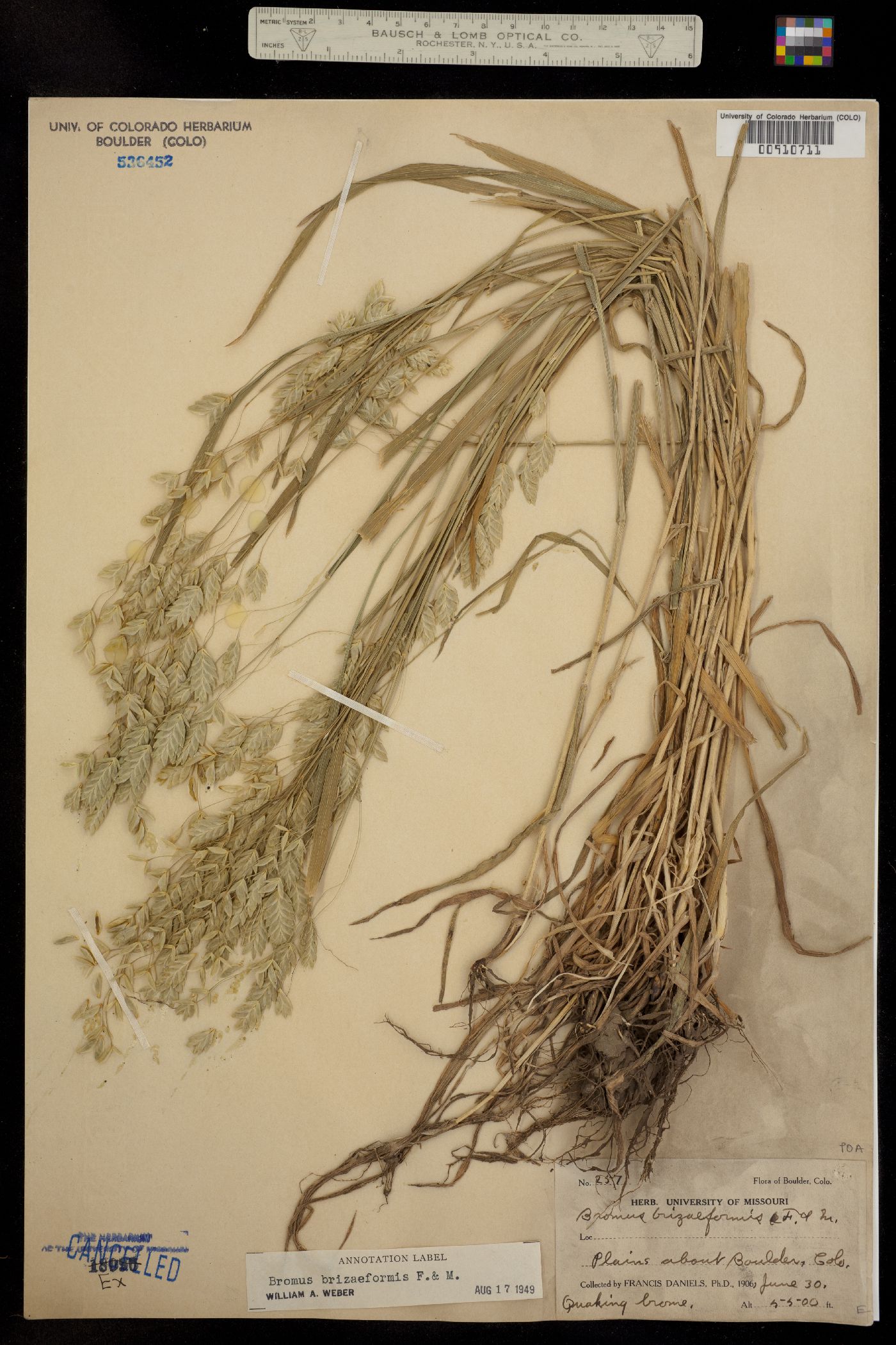 Bromus briziformis image