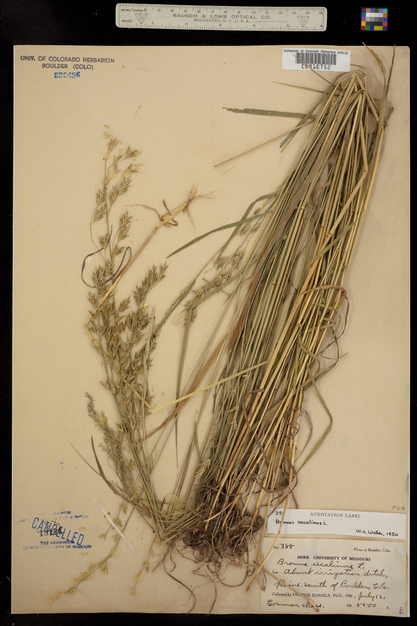 Bromus secalinus image