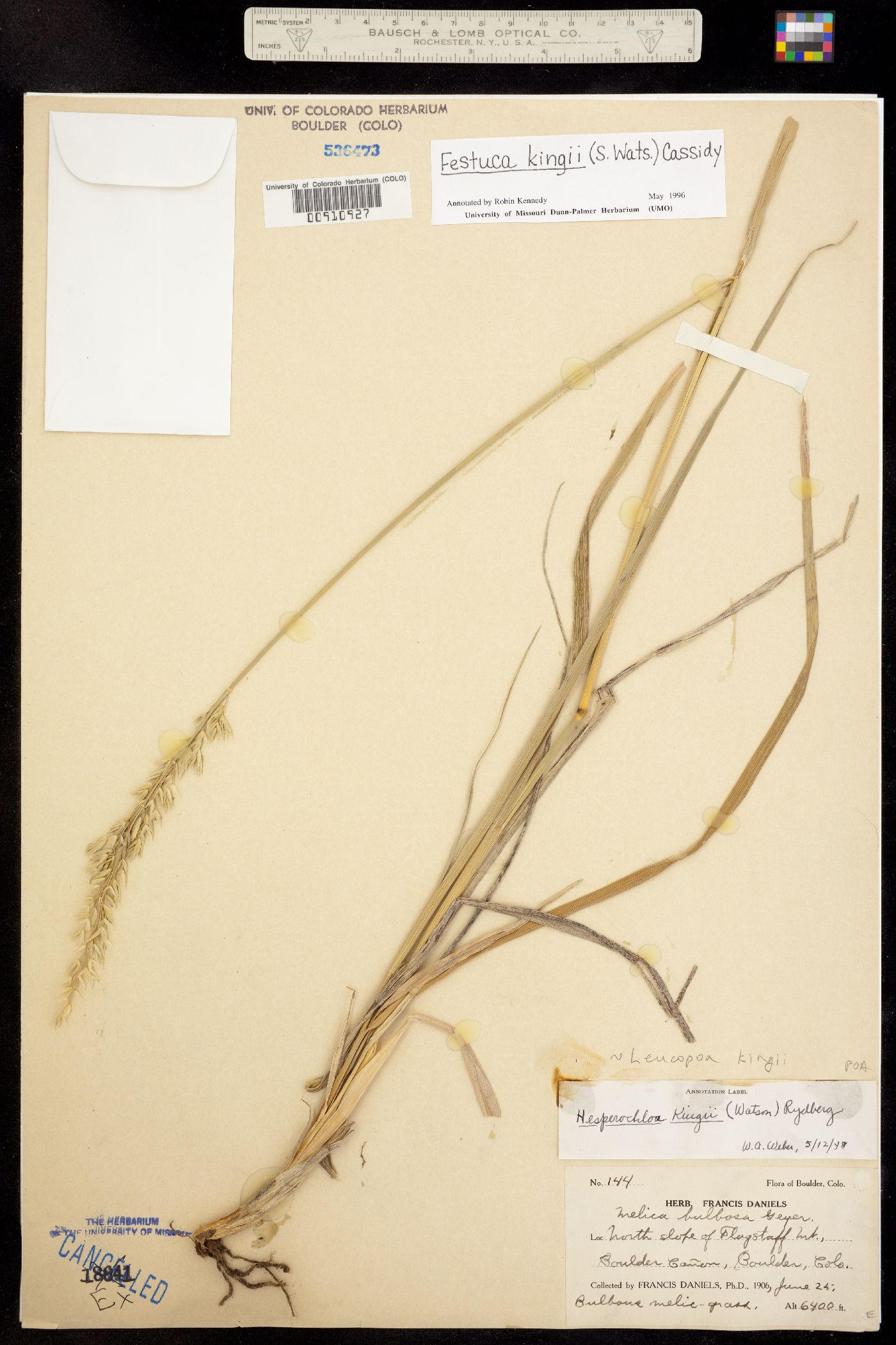 Leucopoa kingii image