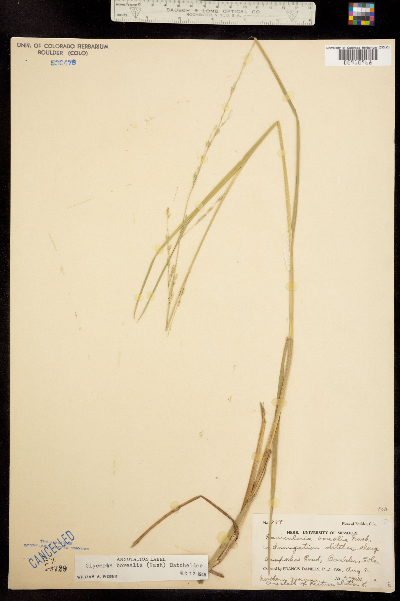 Glyceria borealis image