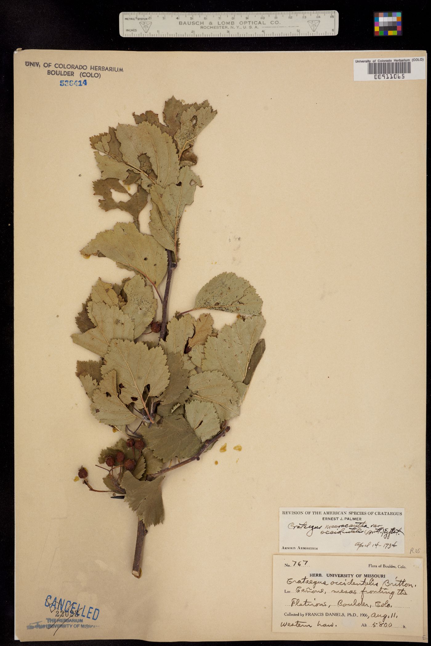 Crataegus macracantha image