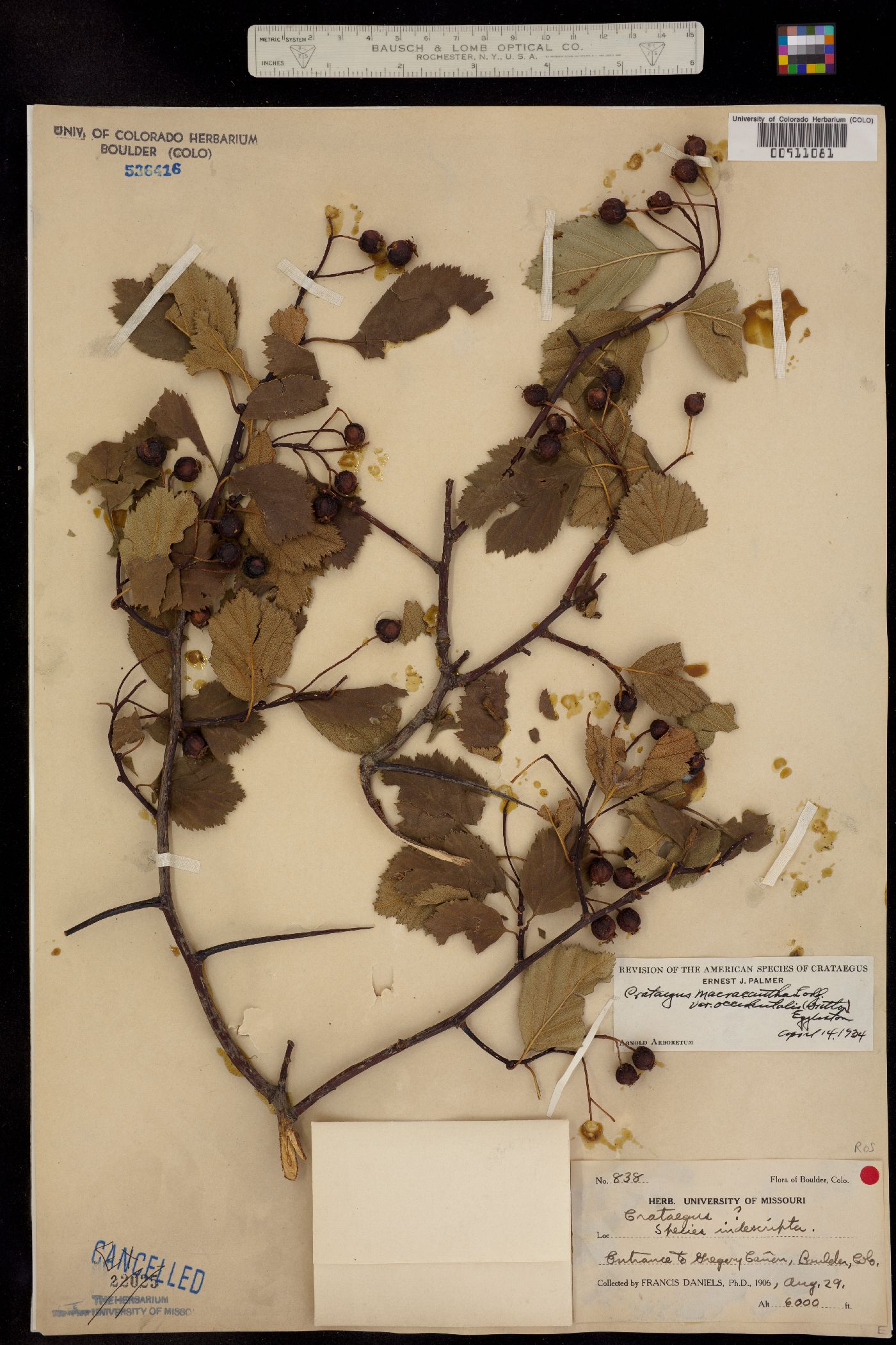 Crataegus macracantha image